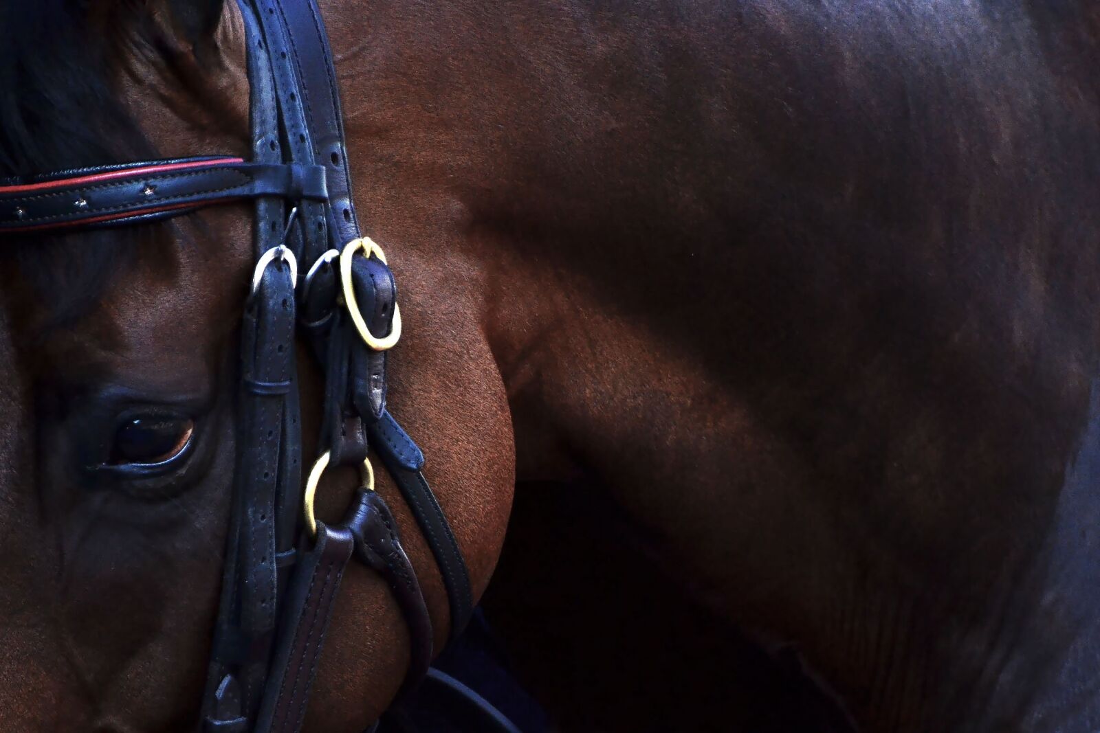 Nikon D3100 sample photo. Horse, equine, thoroughbred photography