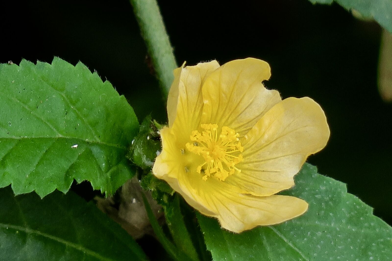Canon PowerShot G3 X sample photo. Hong kong wildflowers, wild photography