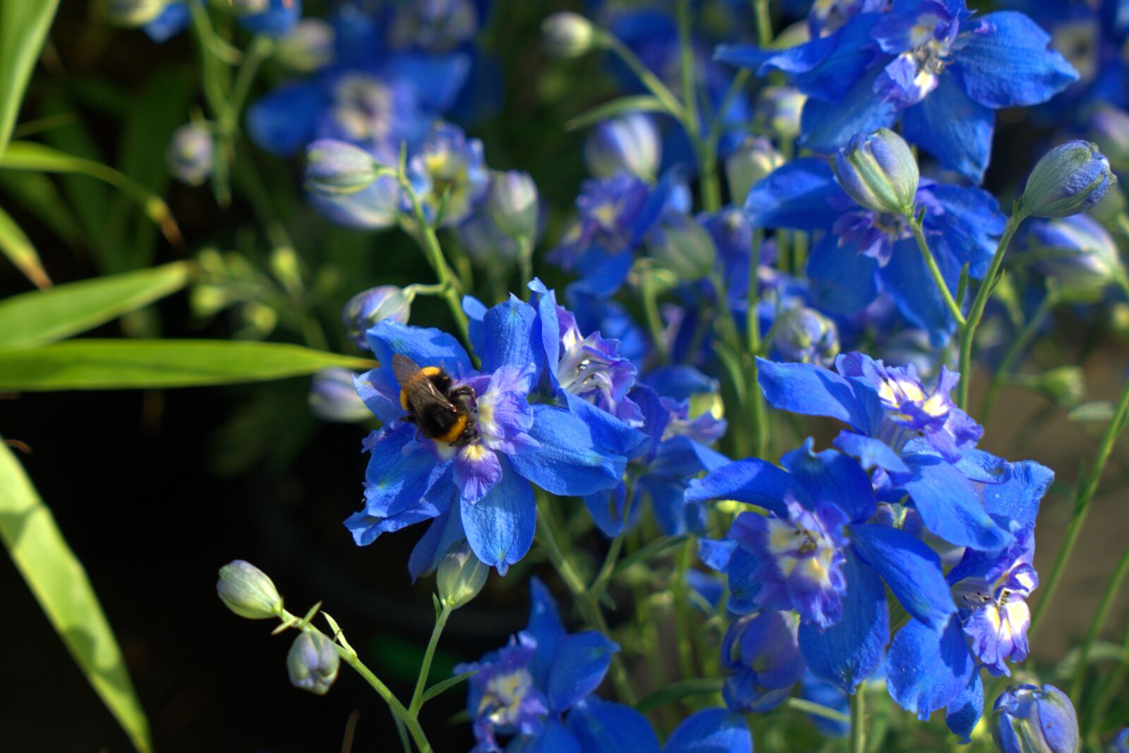 Sony a7 II + Sony Vario Tessar T* FE 24-70mm F4 ZA OSS sample photo. Flower, hummel, summer photography