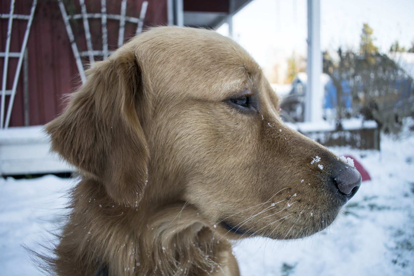 Nikon D5300 sample photo. Puppy, frozen, cold photography