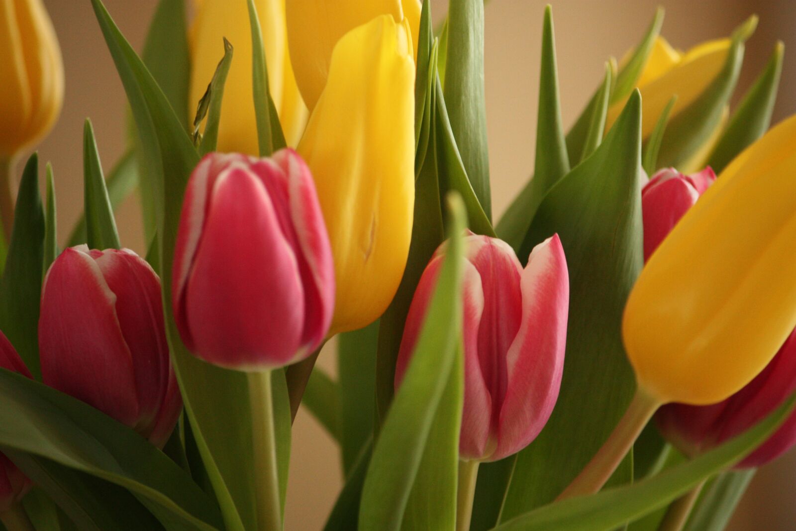 Canon EOS 450D (EOS Rebel XSi / EOS Kiss X2) sample photo. Tulips, bouquet, spring photography