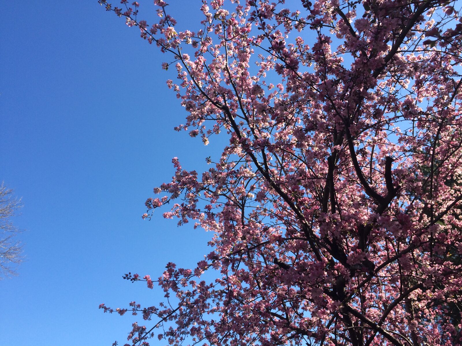 iPhone 5s back camera 4.15mm f/2.2 sample photo. Beautiful, flowers, branches, cherry photography