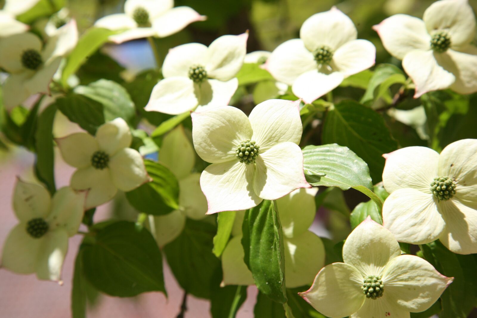 Canon EOS 5D sample photo. Osier, nature, flowers photography