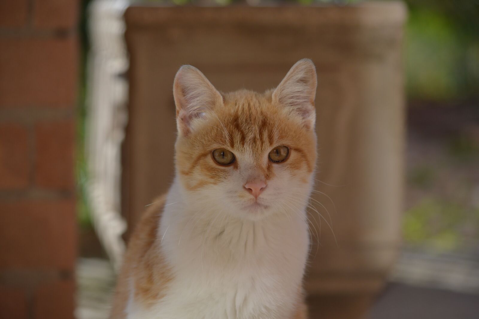 Nikon D3200 sample photo. Cat, look, feline photography