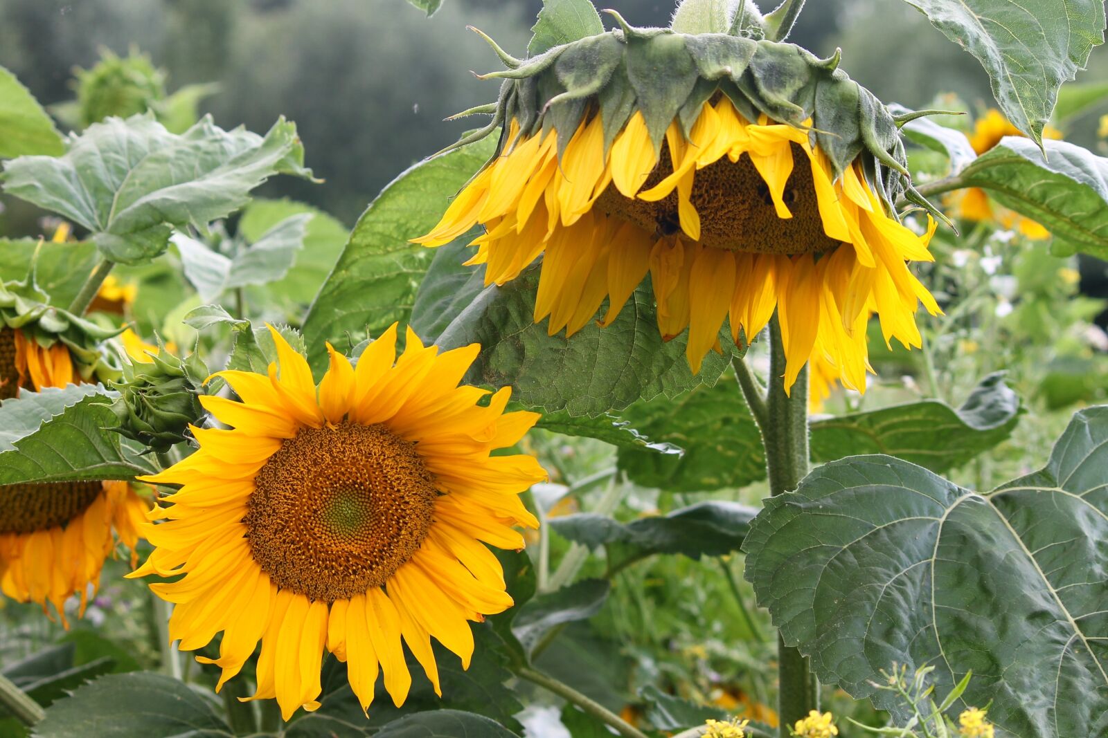 Canon EOS 1100D (EOS Rebel T3 / EOS Kiss X50) sample photo. Sunflower, wild, yellow photography