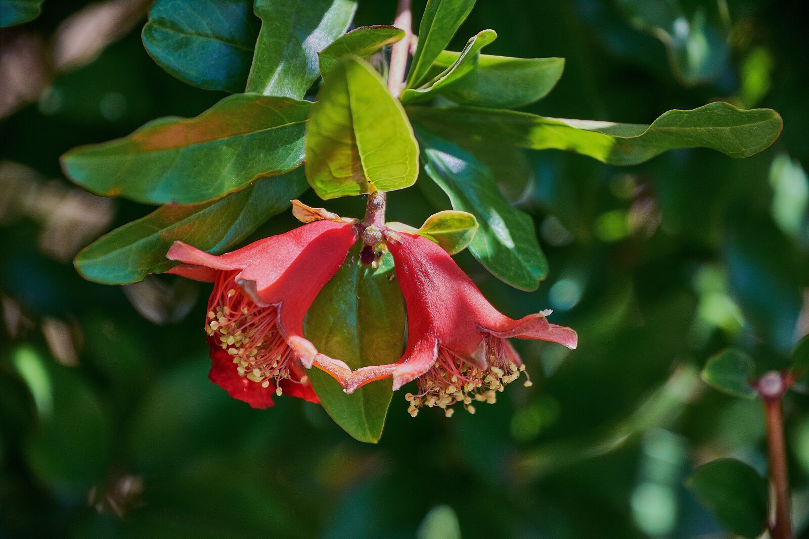 Nikon D7200 sample photo. Flower, color, plant photography