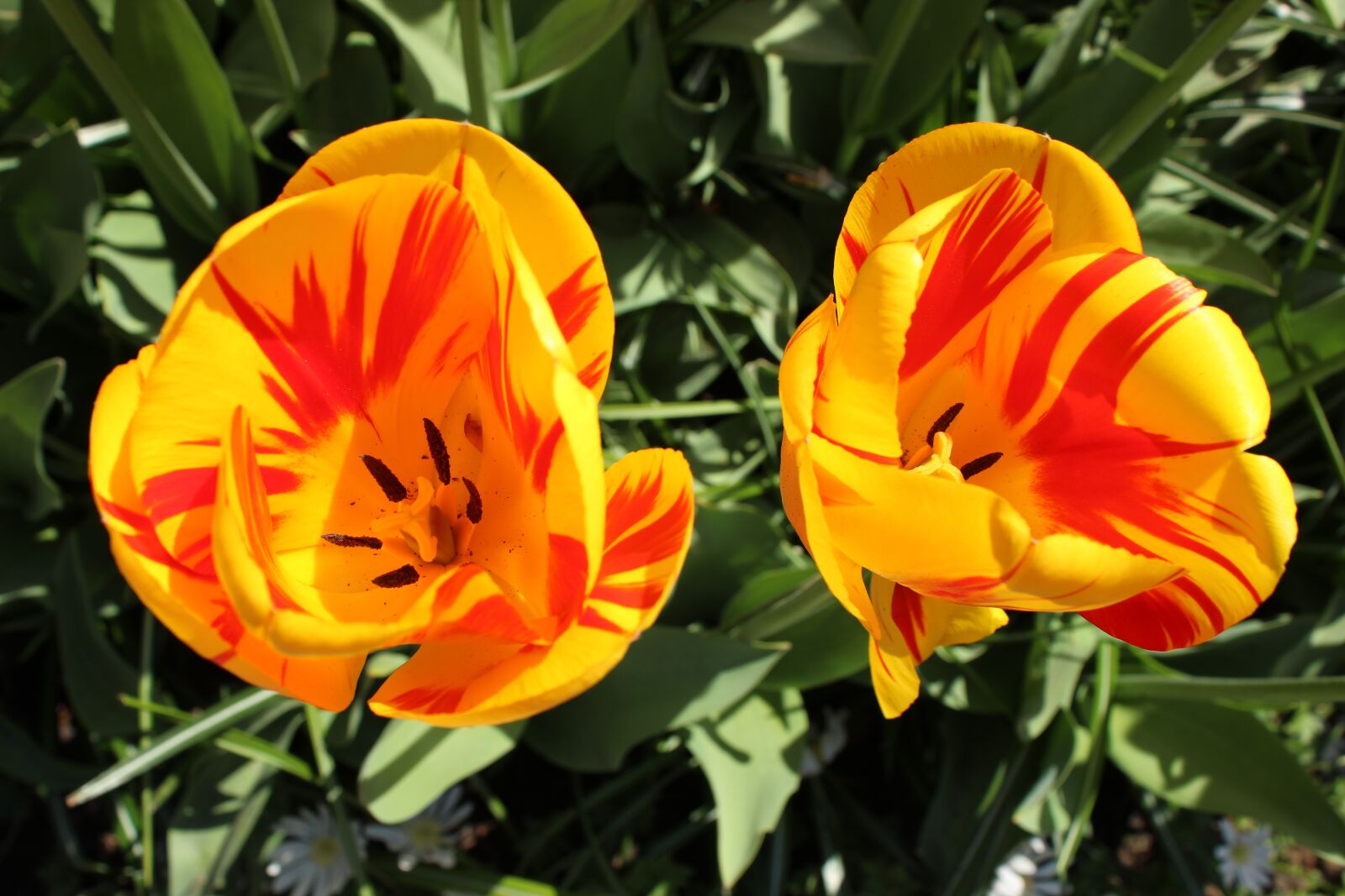 Canon EOS 600D (Rebel EOS T3i / EOS Kiss X5) sample photo. Flowers, yellow, nature photography