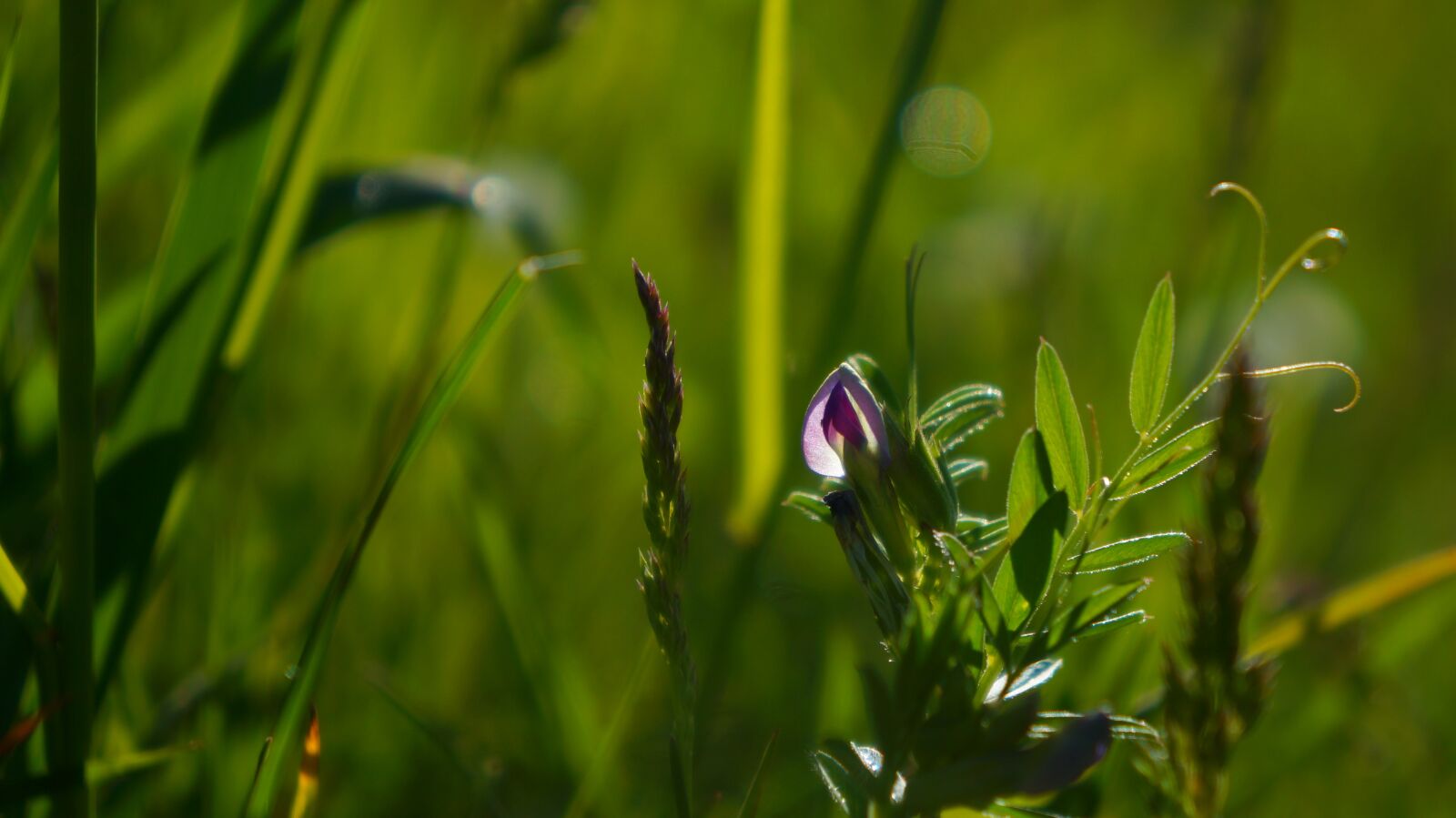 Sony Alpha a3000 + Sony E 18-55mm F3.5-5.6 OSS sample photo. Nature, plants, meadow photography
