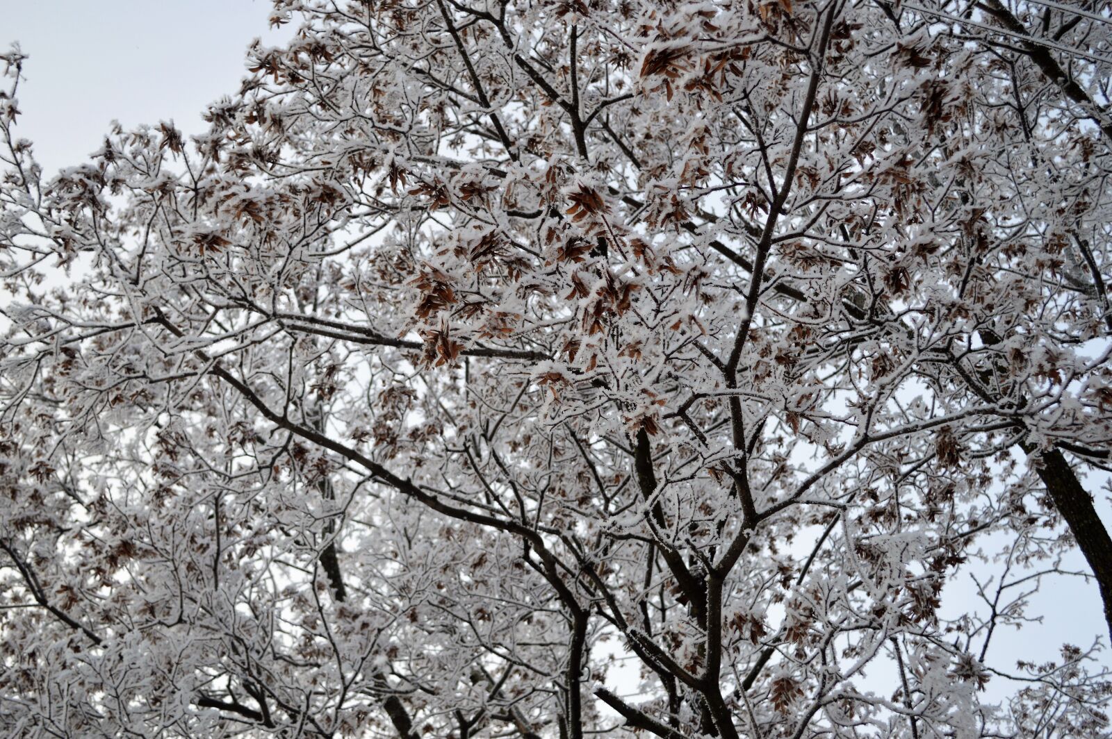 Nikon D3200 sample photo. Snow, winter, forest photography