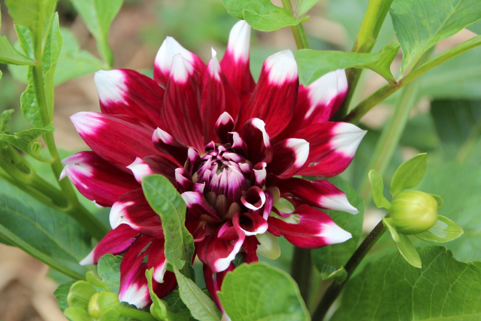 Canon EOS 600D (Rebel EOS T3i / EOS Kiss X5) sample photo. Dahlia, red dahlia white photography