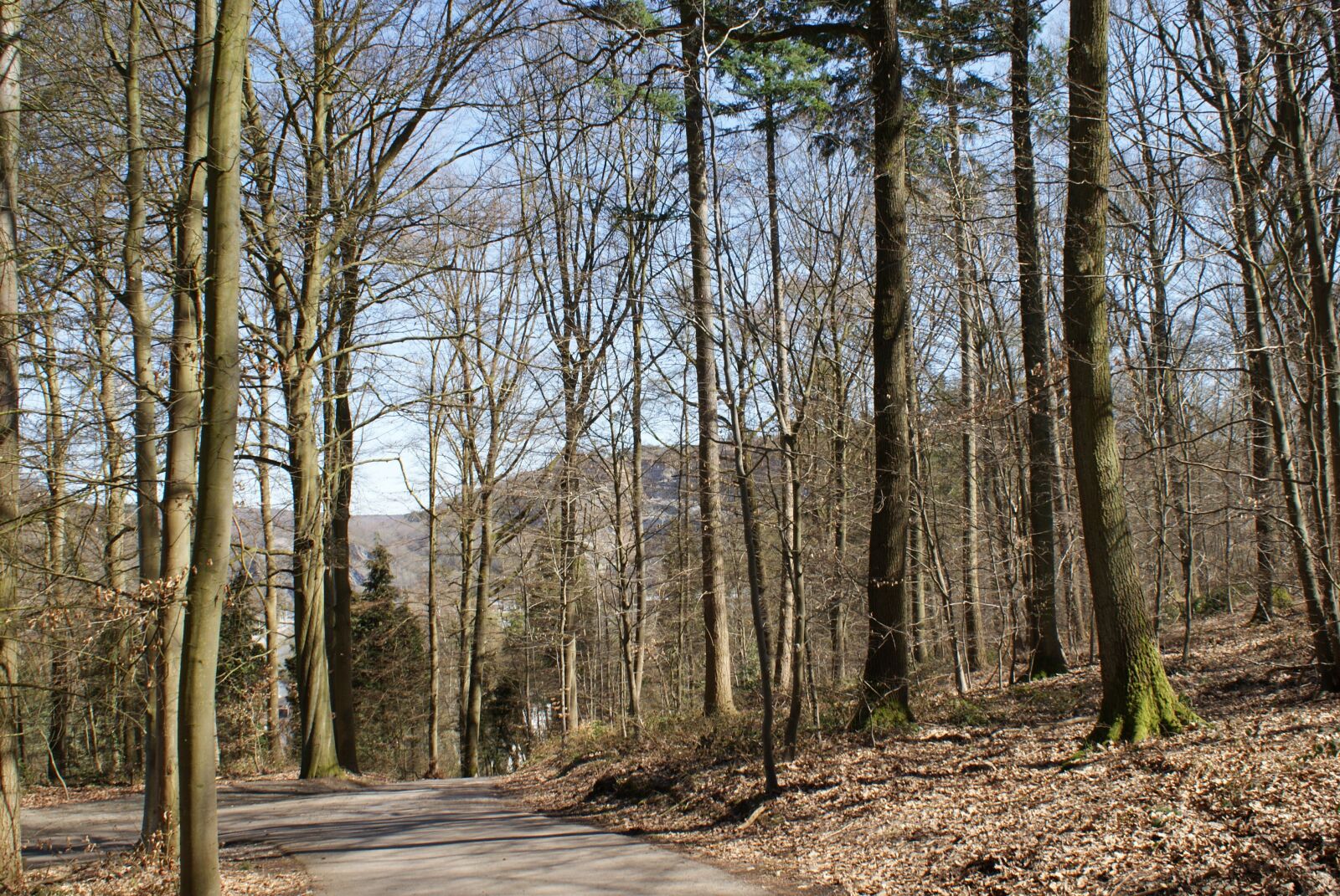 Sony Alpha DSLR-A200 sample photo. Trees, nature, arboretum photography