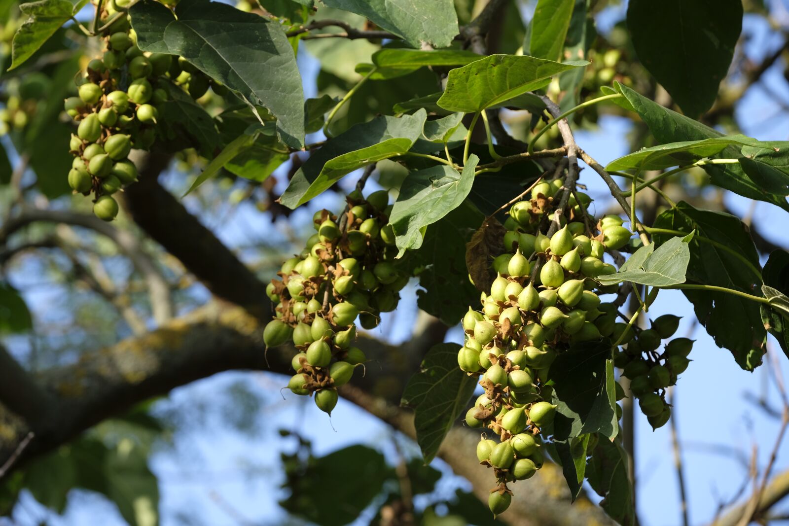 Fujifilm XF 50-140mm F2.8 R LM OIS WR sample photo. Tree, almond, almond tree photography