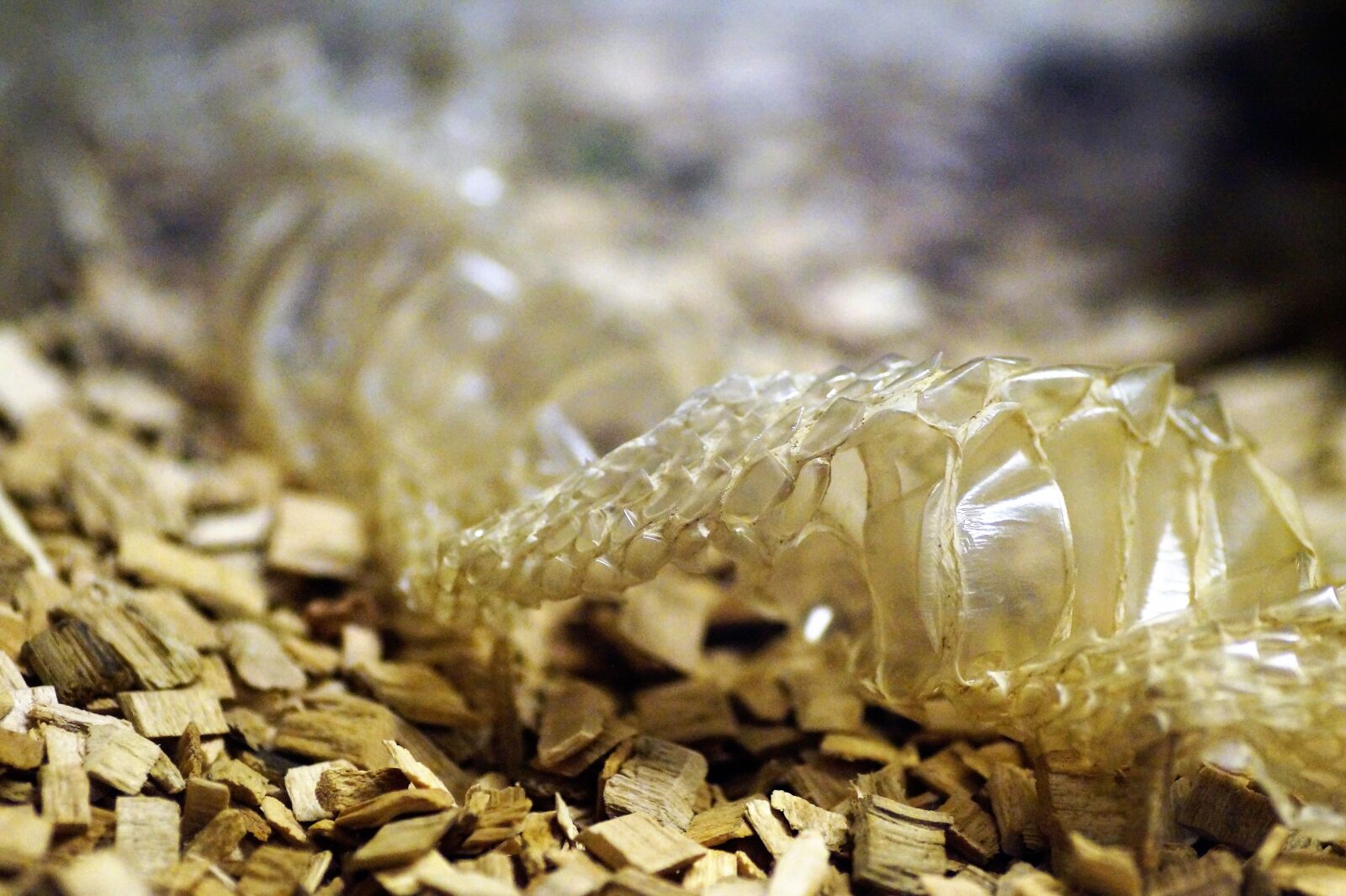 Sony SLT-A58 sample photo. Svl knut snake skin photography