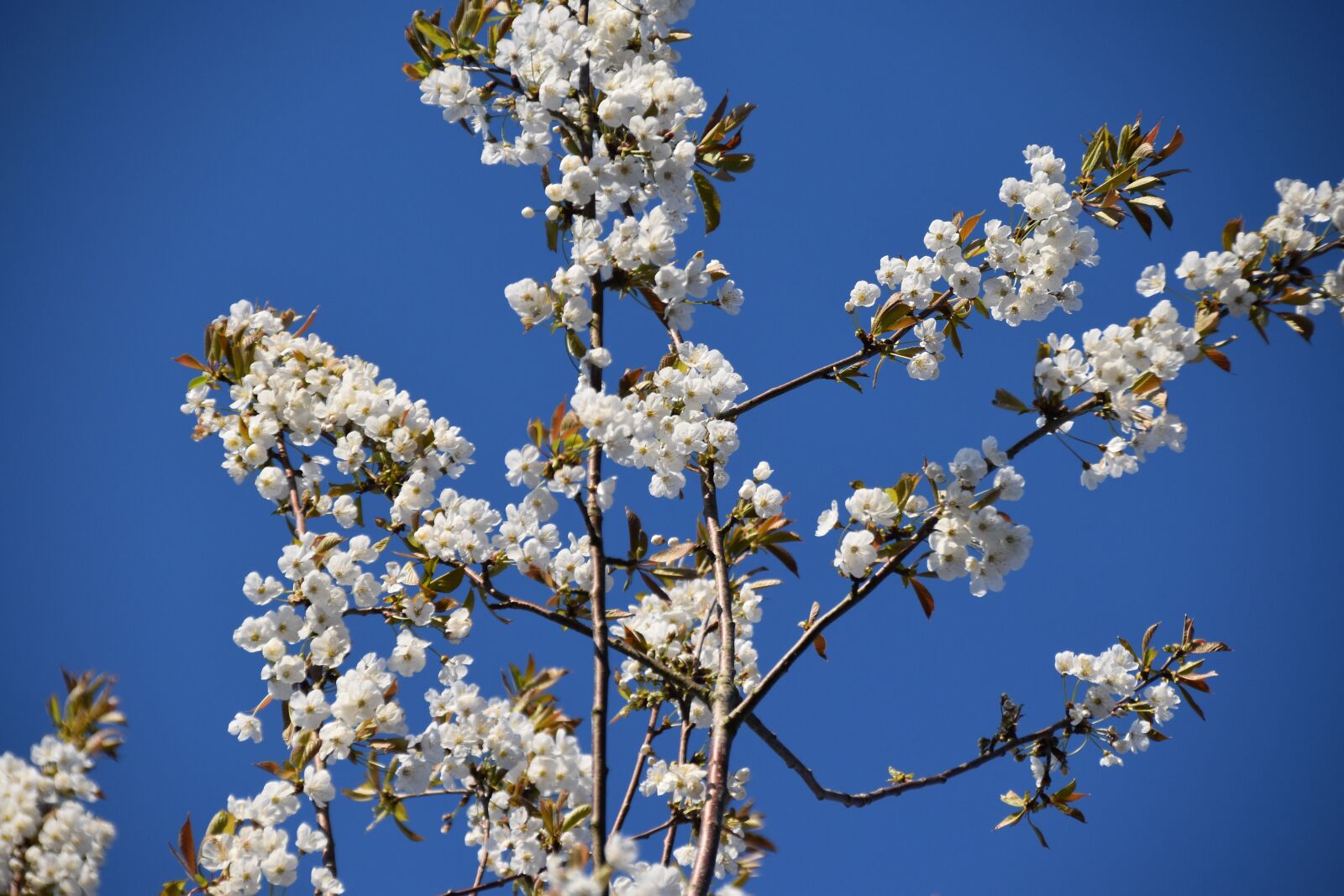 Nikon D5600 sample photo. Flowers, cherry blossom, white photography