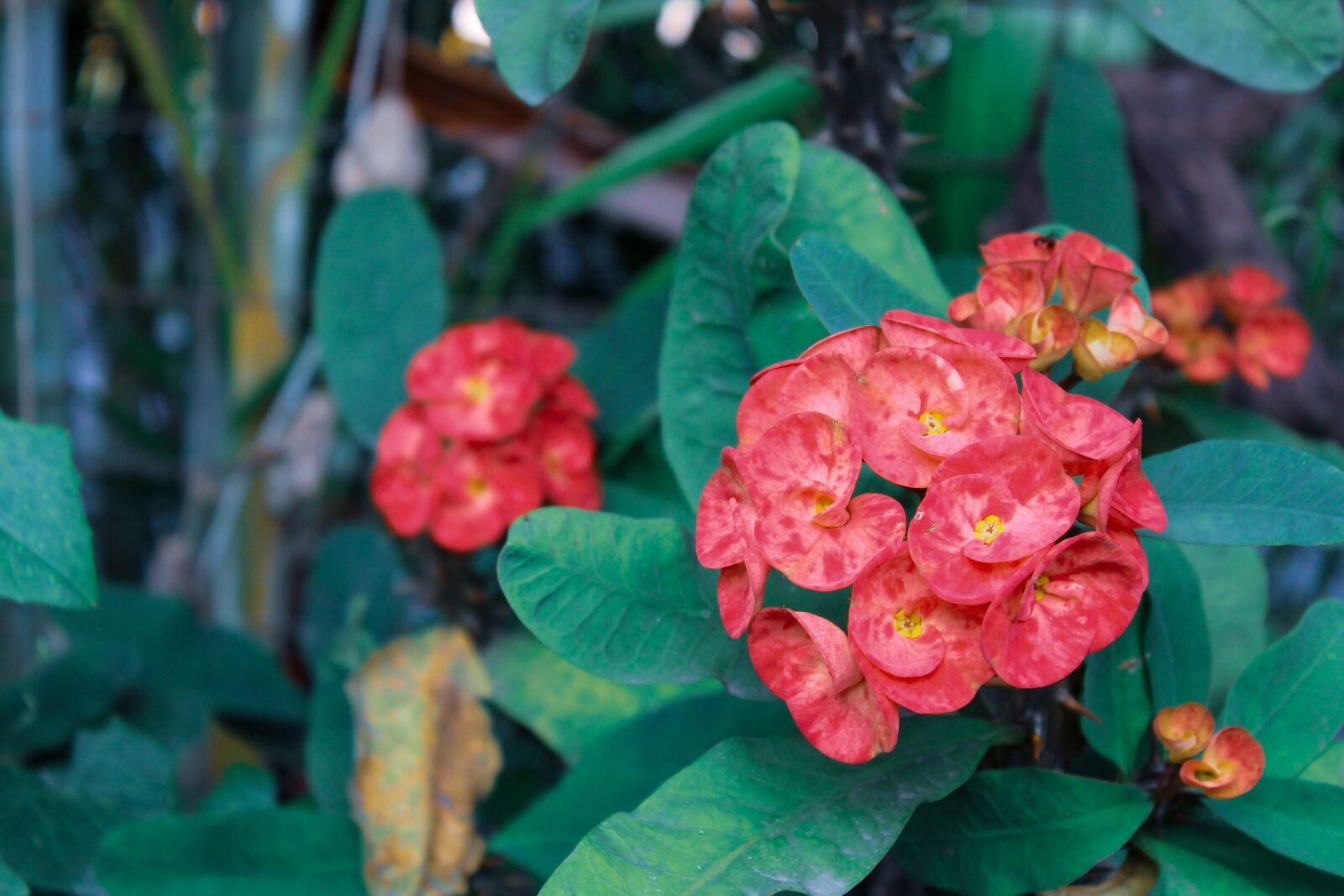 Canon EOS 1300D (EOS Rebel T6 / EOS Kiss X80) sample photo. Flower, photography, canon photography