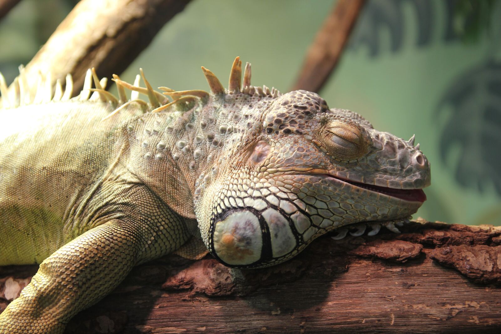 Canon EOS 550D (EOS Rebel T2i / EOS Kiss X4) sample photo. Iguana, lizard, animals photography