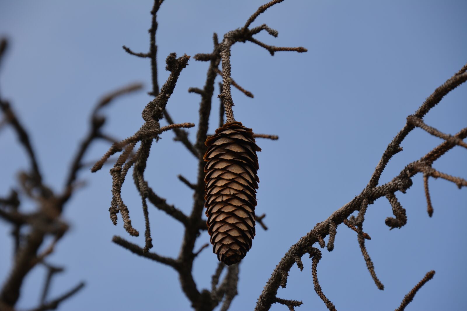 Nikon D5200 sample photo. Pine cones, nature, tap photography