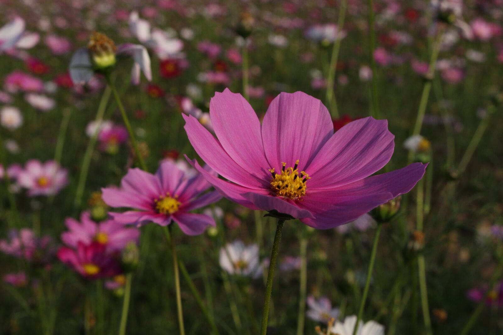 Canon EOS 100D (EOS Rebel SL1 / EOS Kiss X7) sample photo. Gesanghua, pink, flowers photography