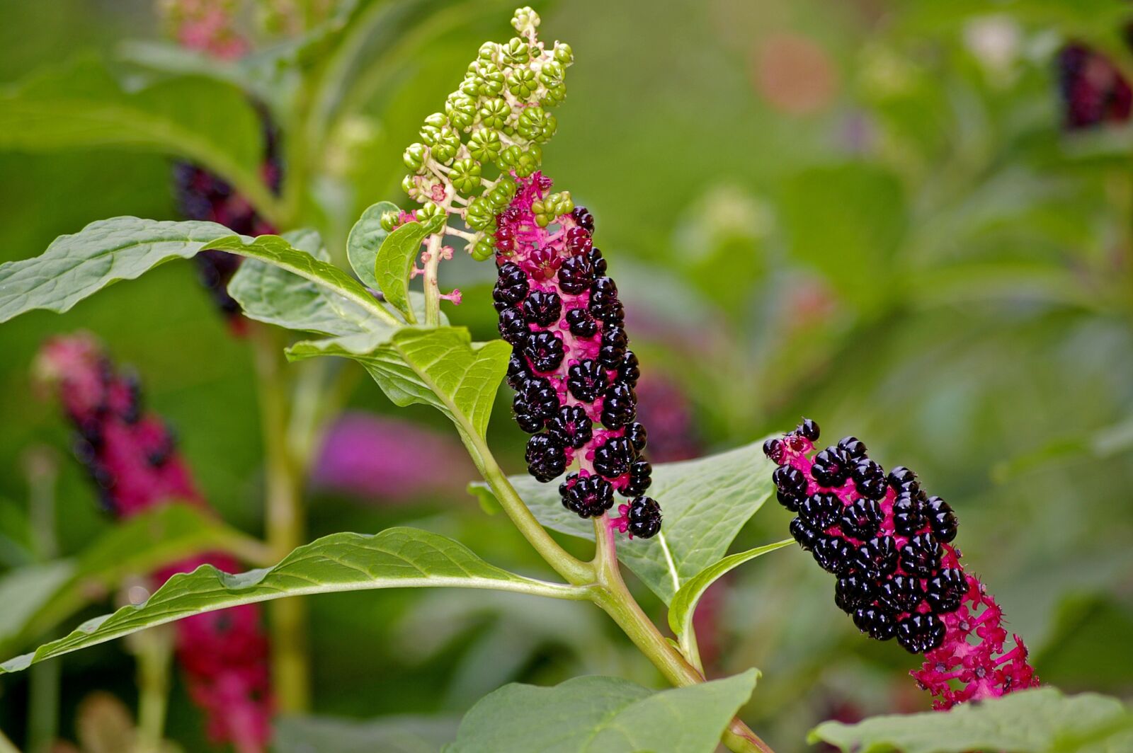 Pentax *ist DL2 sample photo. Pokeweed, berries, garden photography