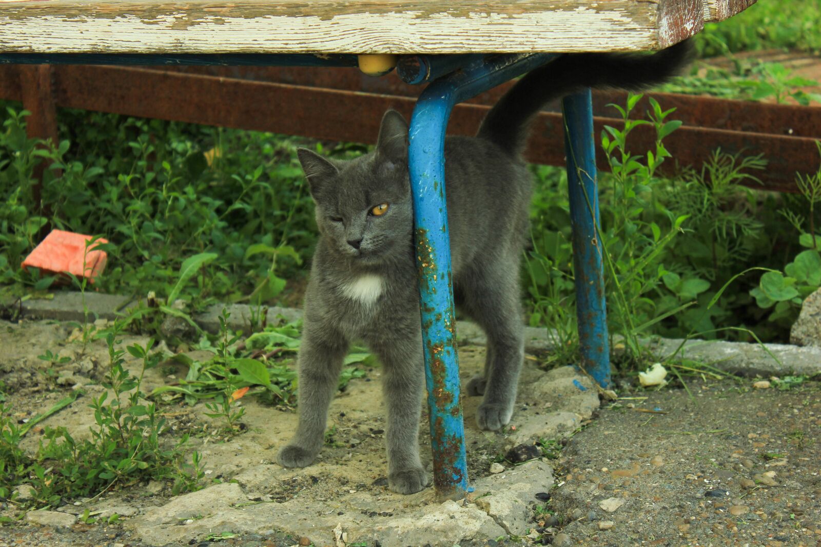 Canon EOS 550D (EOS Rebel T2i / EOS Kiss X4) sample photo. Cat, shop, summer photography