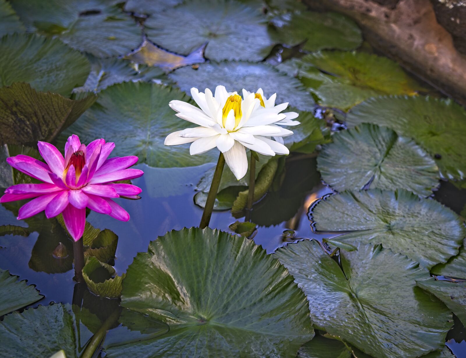 Sony FE 24-105mm F4 G OSS sample photo. Water lilies, lotus water photography