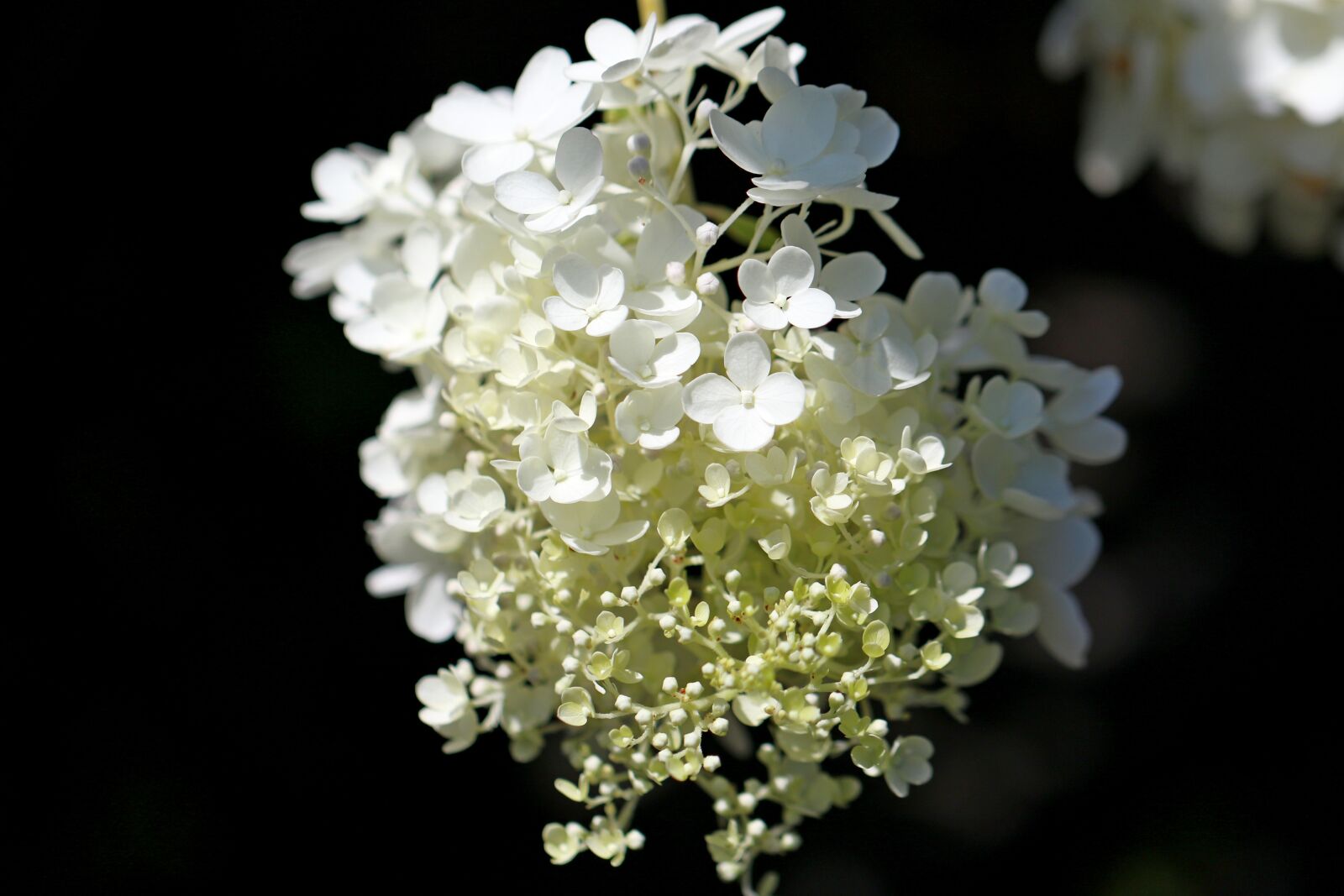Canon EOS 7D Mark II sample photo. Hydrangea, plants, nature photography