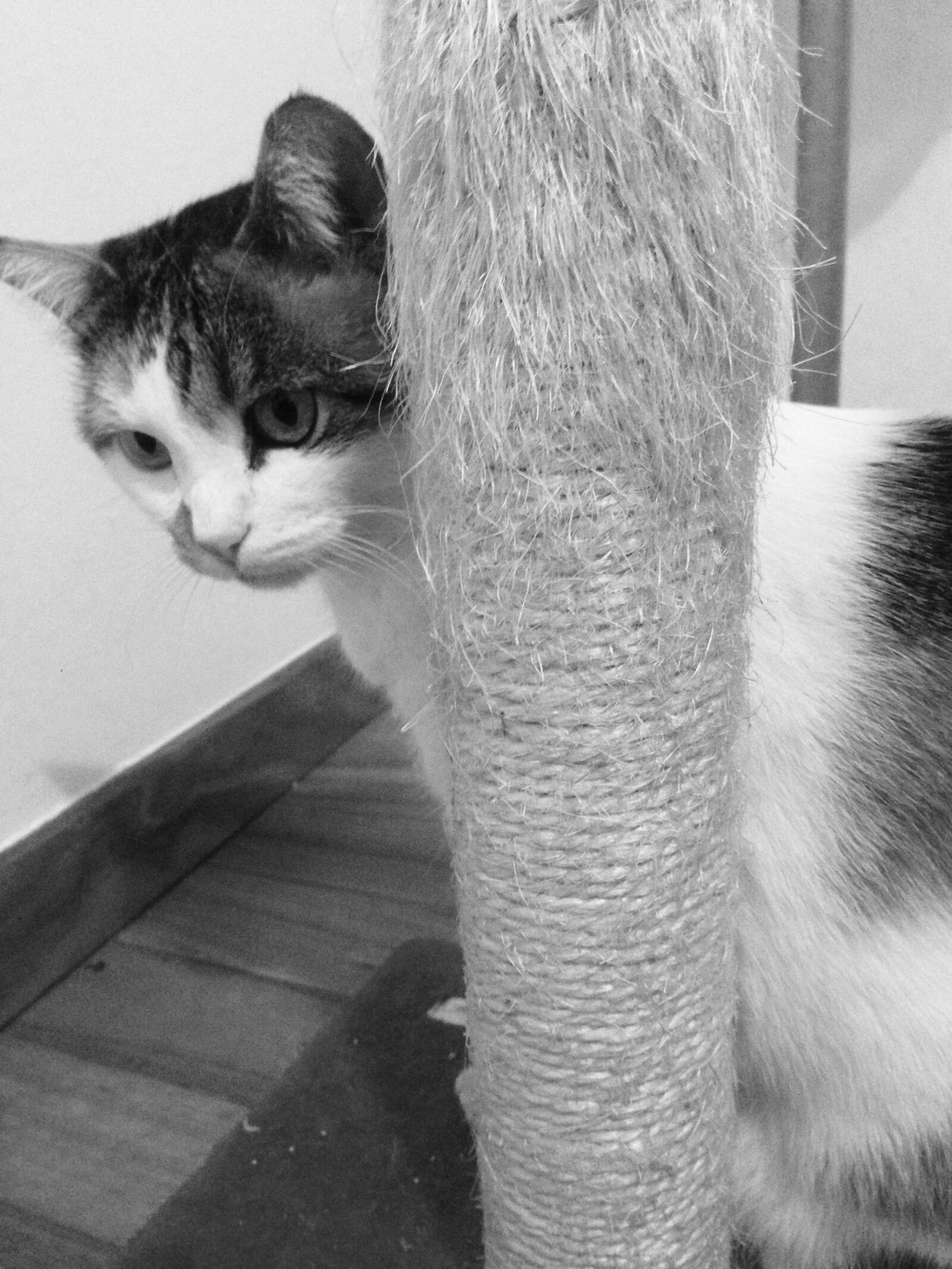 iPhone 5 back camera 4.12mm f/2.4 sample photo. Gato, rascador, gatito photography