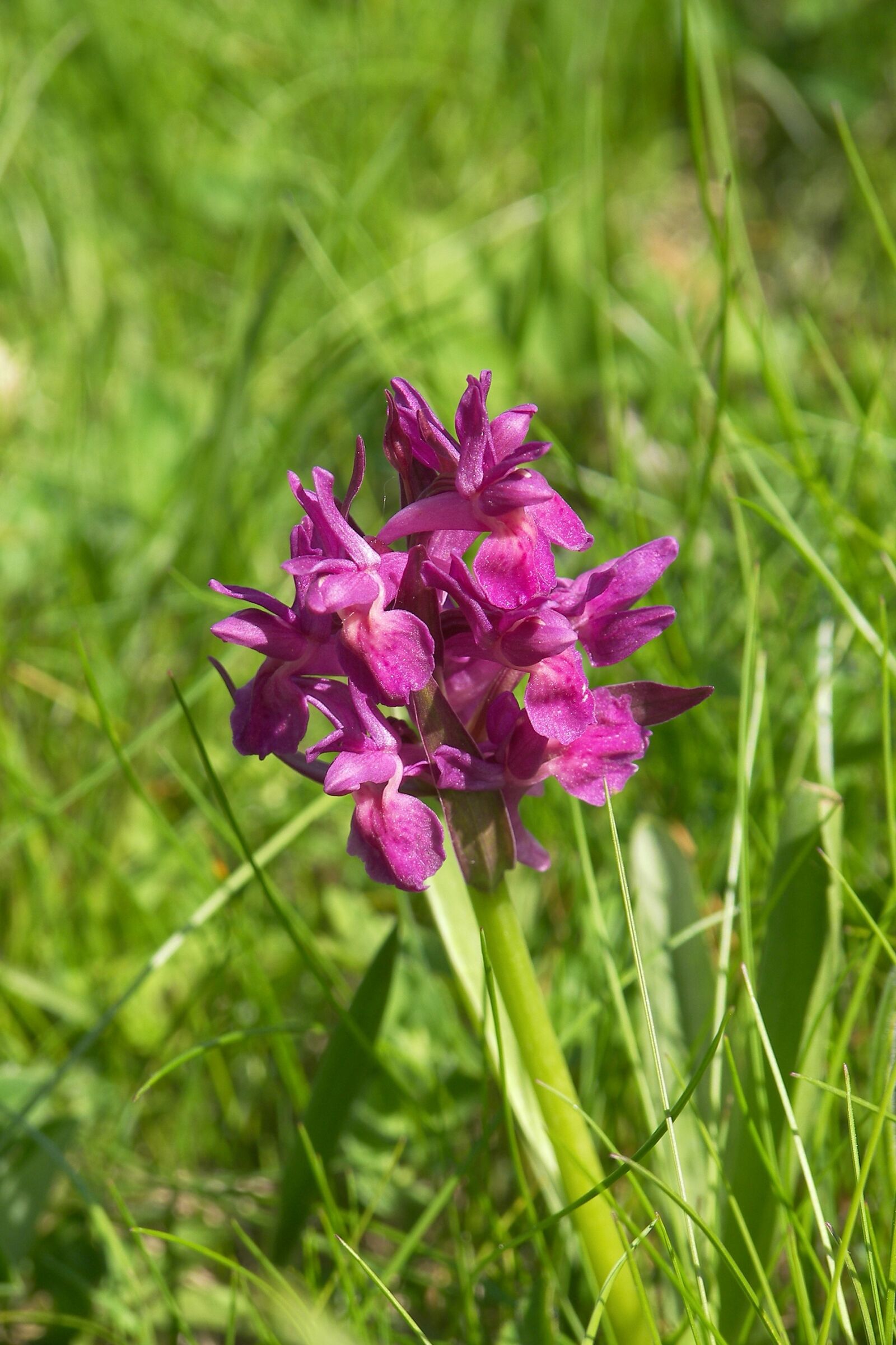 Kodak P880 ZOOM DIGITAL CAMERA sample photo. Orchid, prato, nature photography