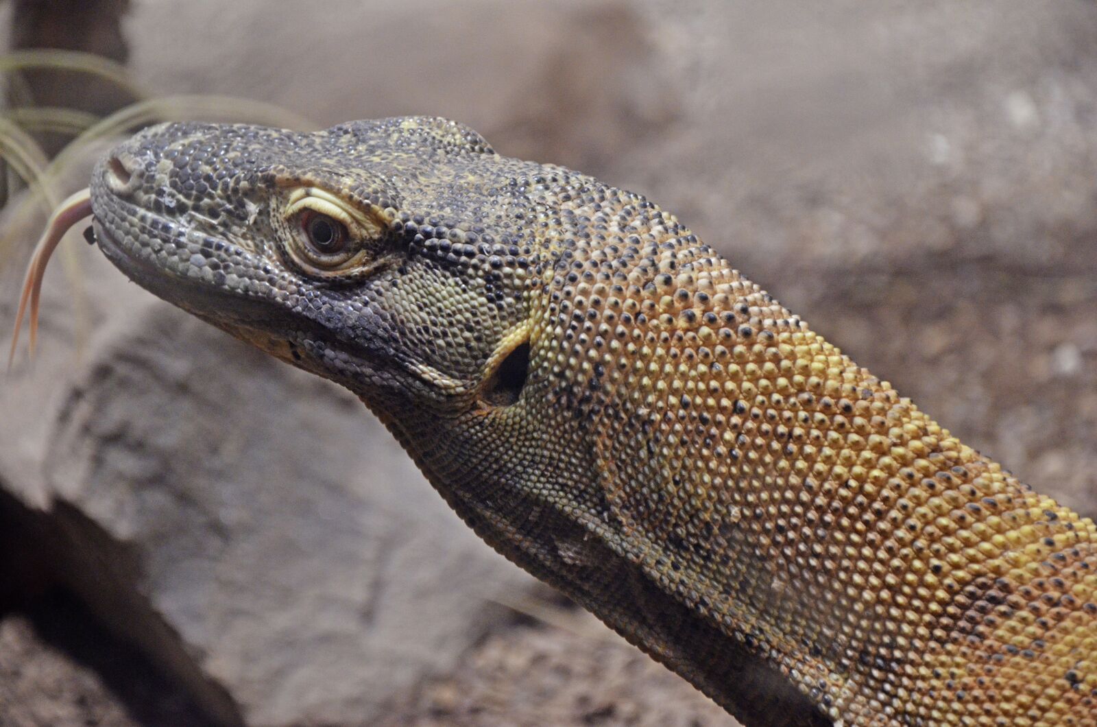 Nikon D5100 sample photo. Komodo dragon, island komodo photography