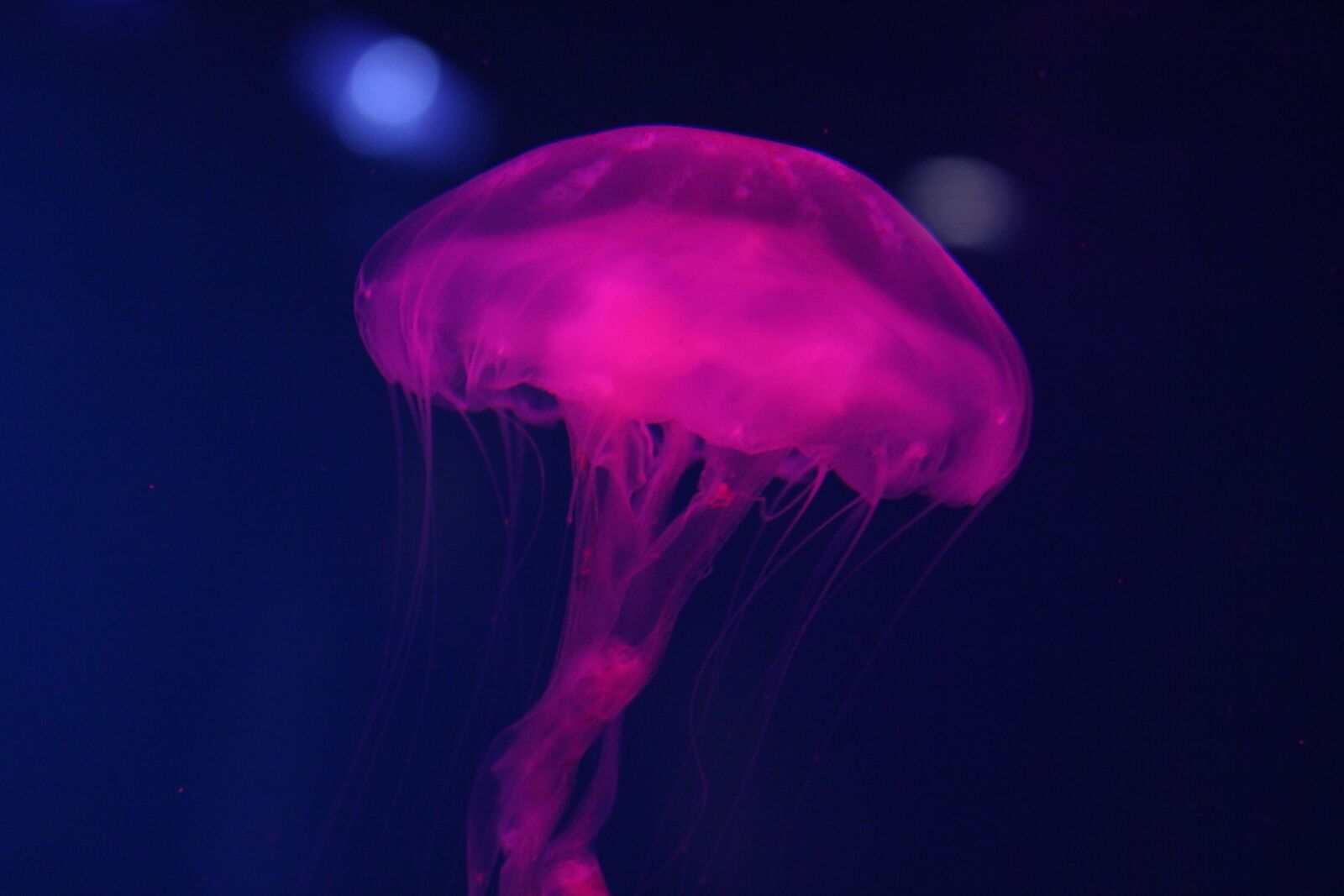 Canon EOS 550D (EOS Rebel T2i / EOS Kiss X4) sample photo. Jelly fish, ocean, pink photography