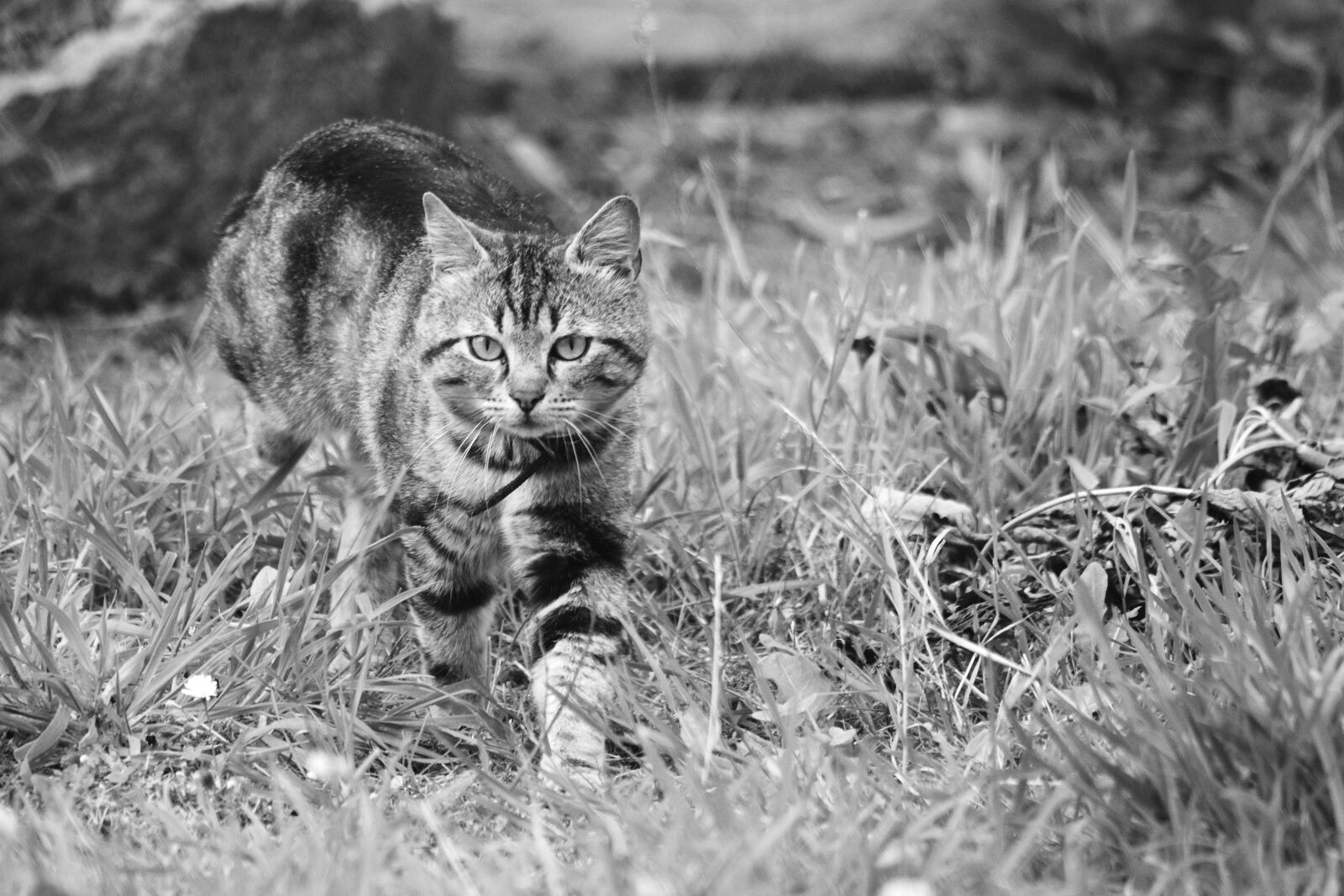 Nikon D5200 sample photo. Animal, animalier, animaux, de photography