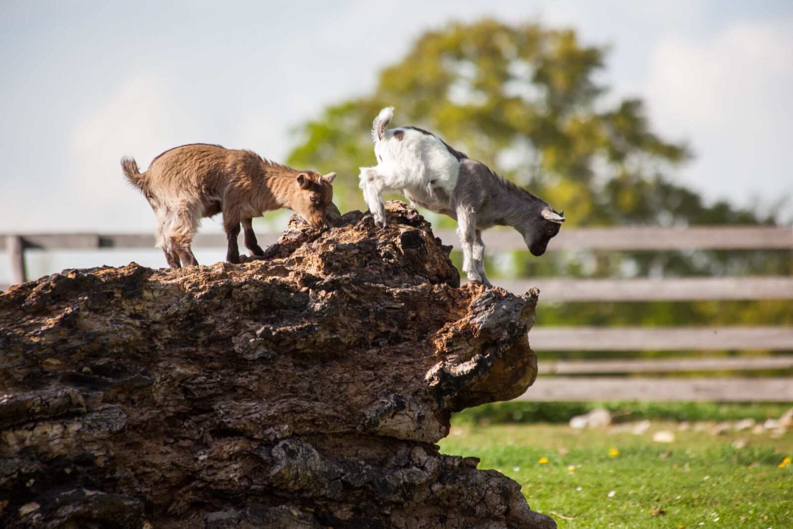 Canon EOS 5D Mark II + Canon EF 70-300mm F4-5.6 IS USM sample photo. Geiss, goat, children's goats photography