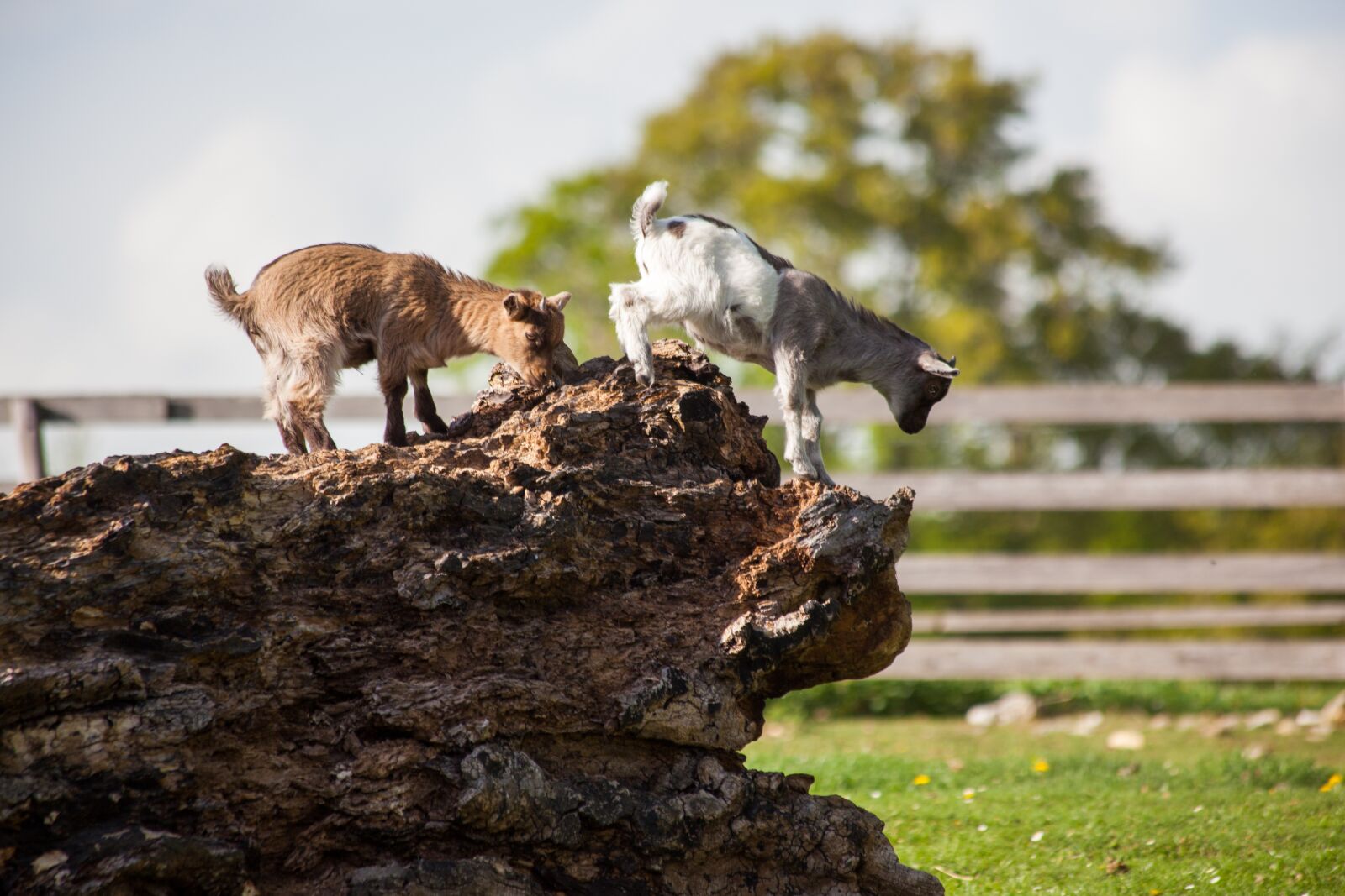 Canon EOS 5D Mark II sample photo. Geiss, goat, children's goats photography