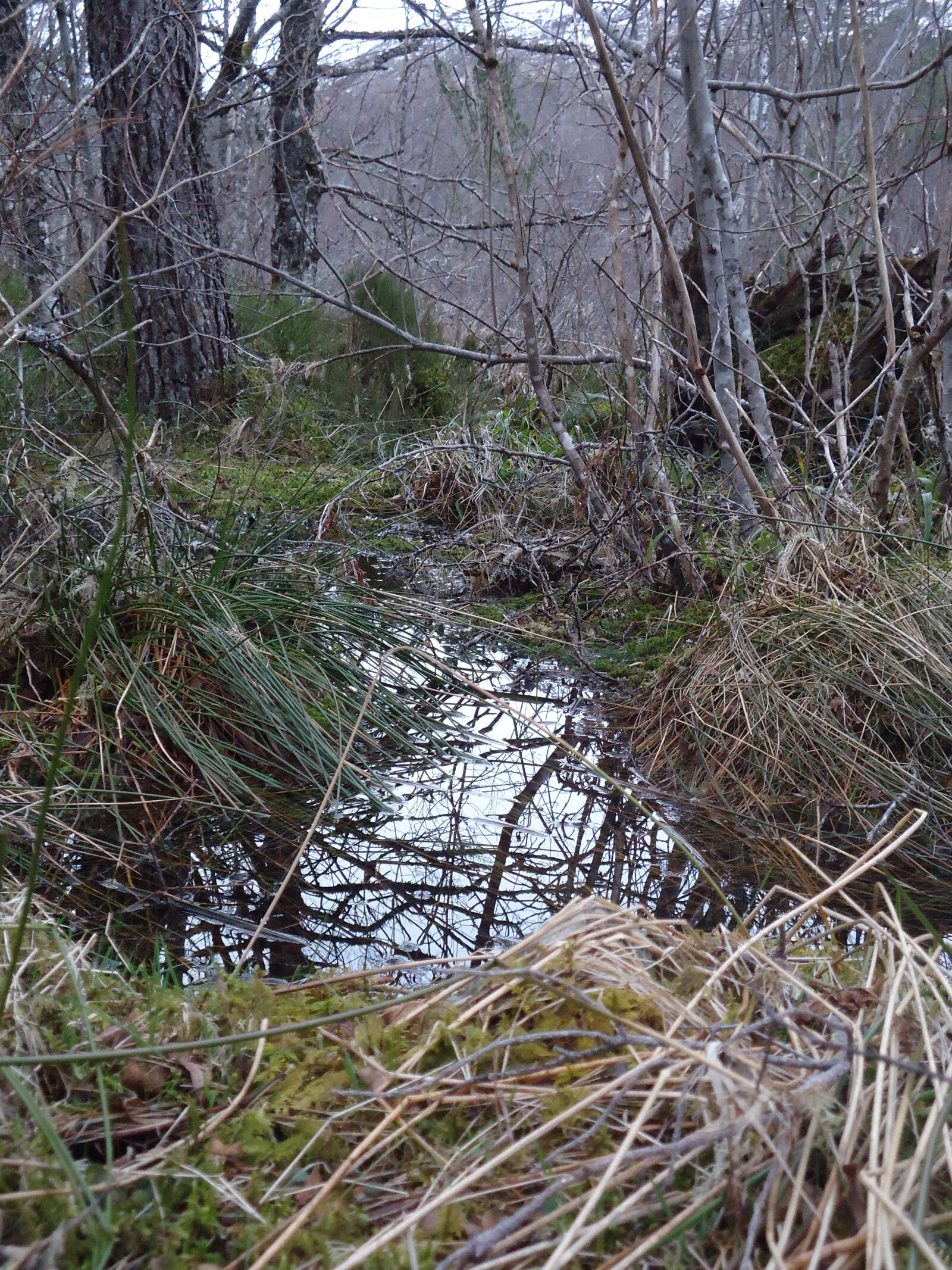 Sony Cyber-shot DSC-W610 sample photo. Forest, ground, puddle photography