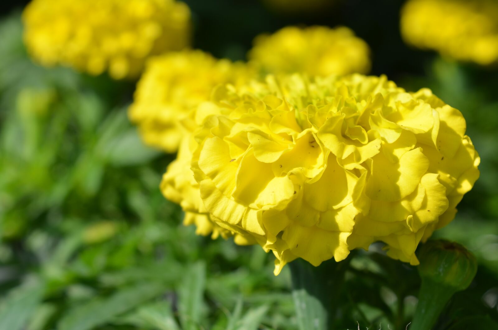 Nikon D7000 sample photo. Plant, flower, floral photography