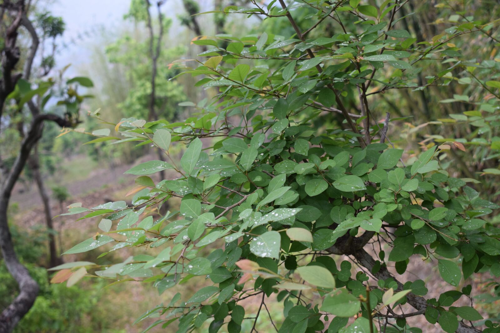 Nikon D5300 sample photo. Tree, leaf, forest photography