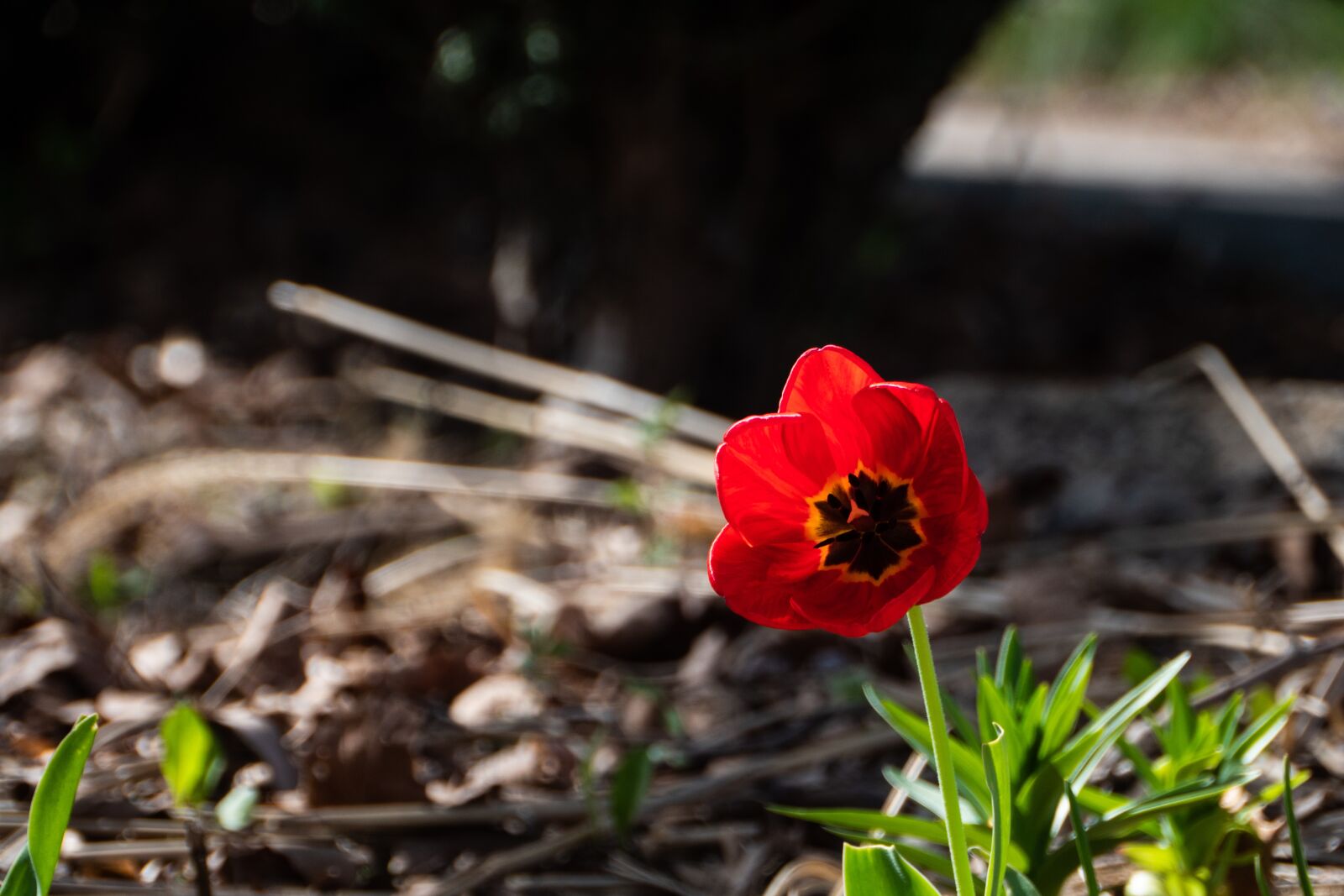 Panasonic Lumix DC-G9 + Panasonic Lumix G Vario HD 14-140mm F4-5.8 OIS sample photo. Tulip, nature, flower photography