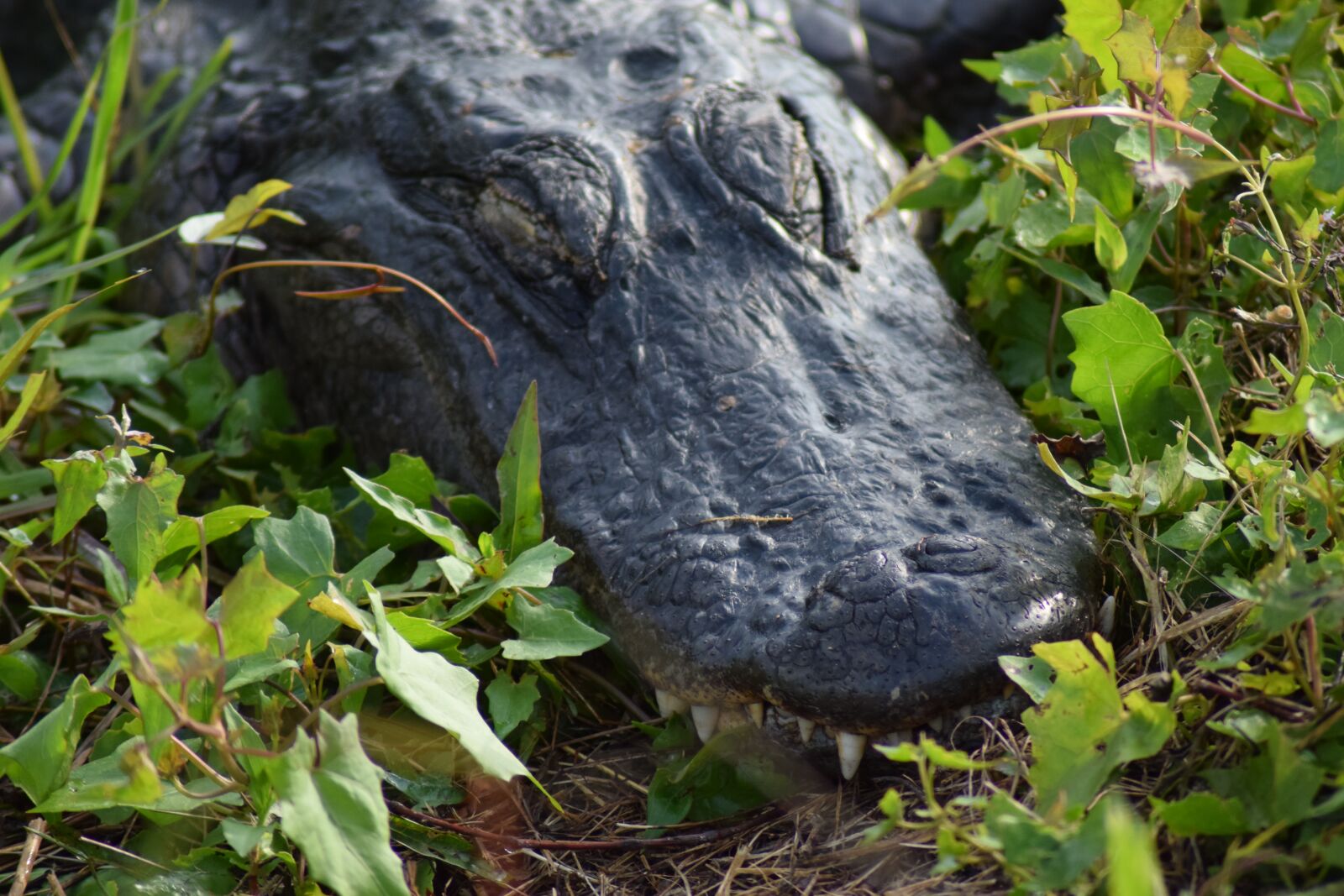 Nikon D5300 sample photo. Everglades, national park, gator photography