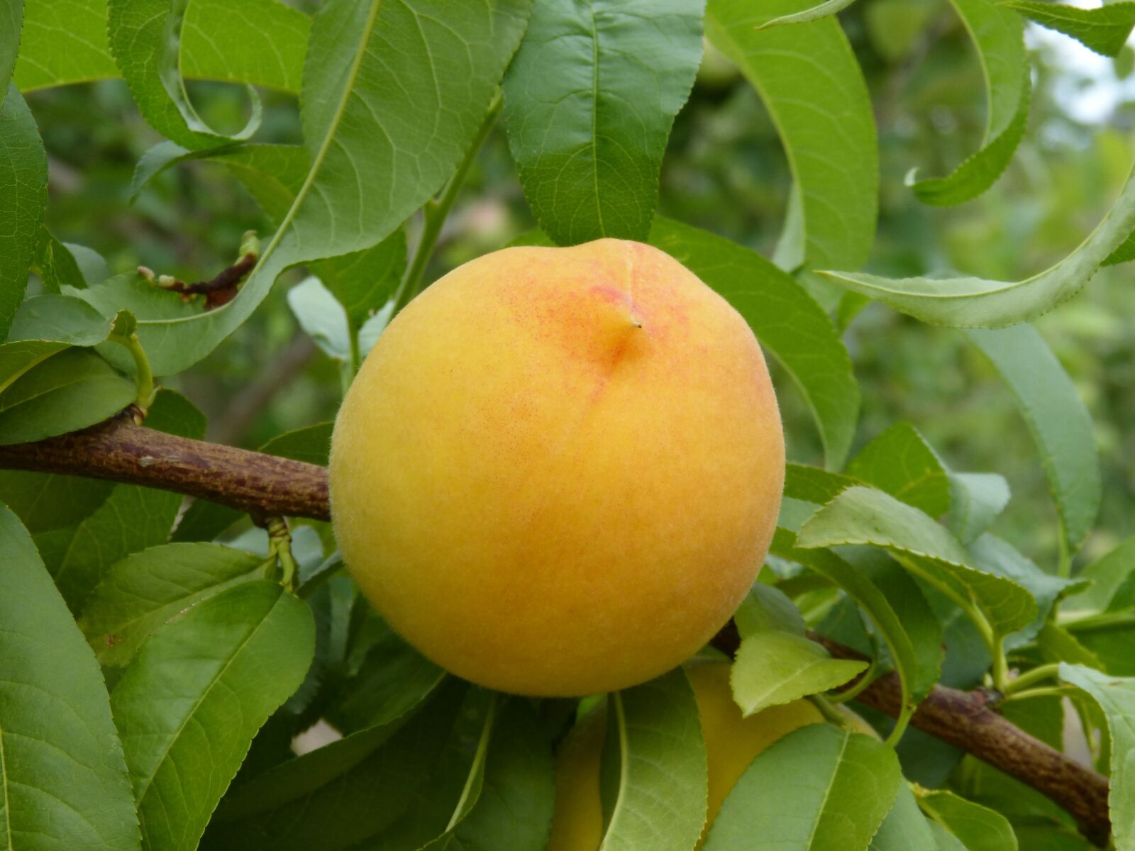 Panasonic DMC-FZ62 sample photo. Peach, peach vineyard, fruit photography