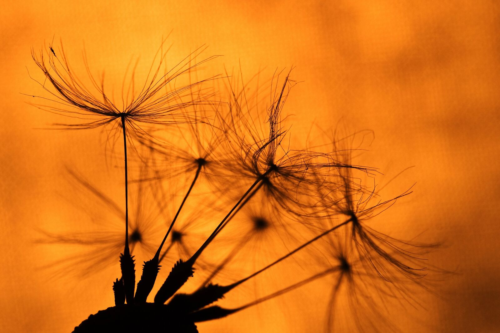 Canon EOS 760D (EOS Rebel T6s / EOS 8000D) sample photo. Macro, still life, dandelion photography