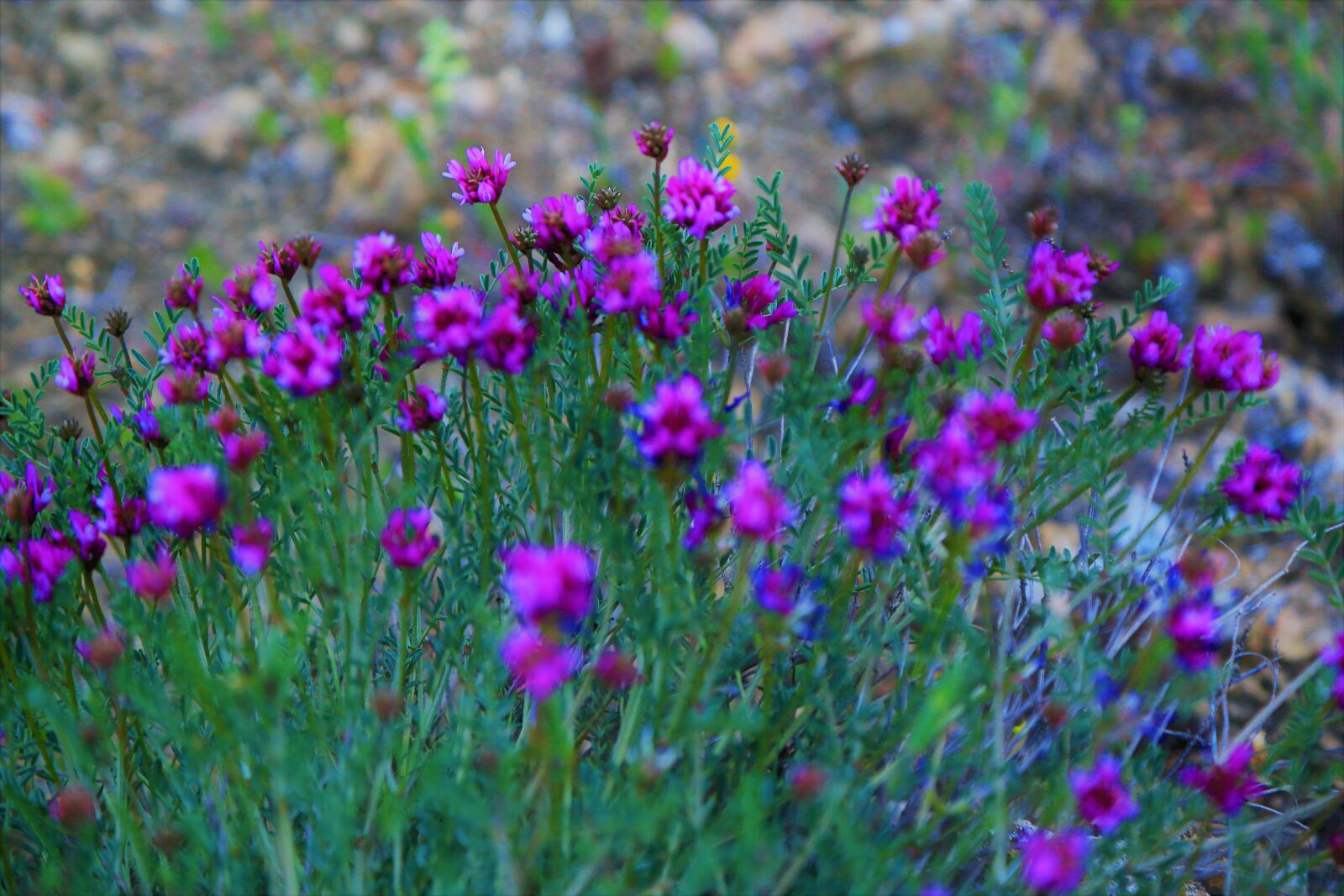 Canon EF 24-105mm F4L IS USM sample photo. Flowers, nature, spring photography