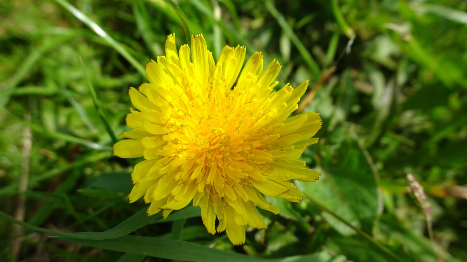 Sony DSC-HX90 sample photo. Flower, yellow, flora photography