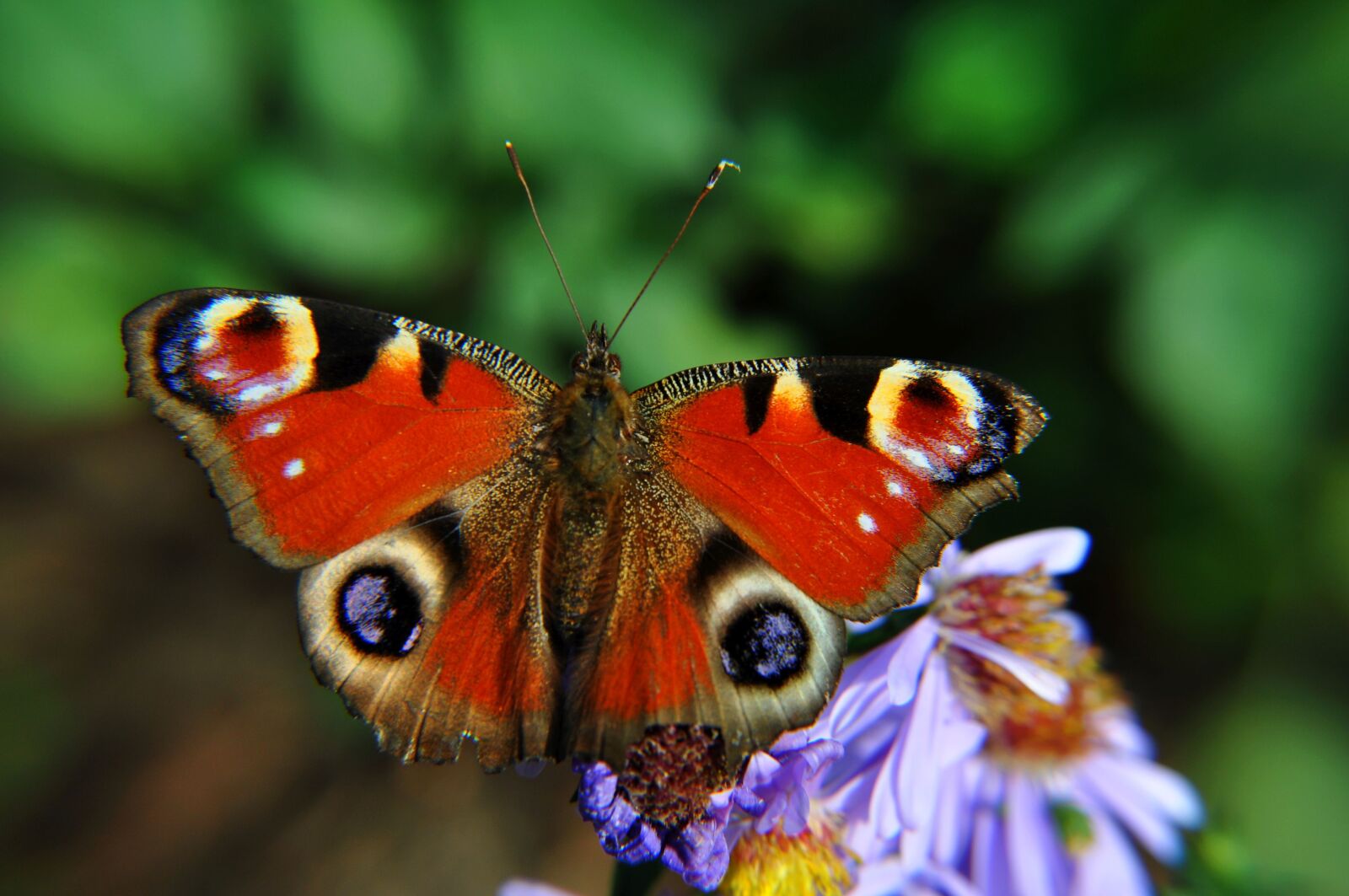 Nikon D5000 sample photo. Butterfly, nature, insect photography