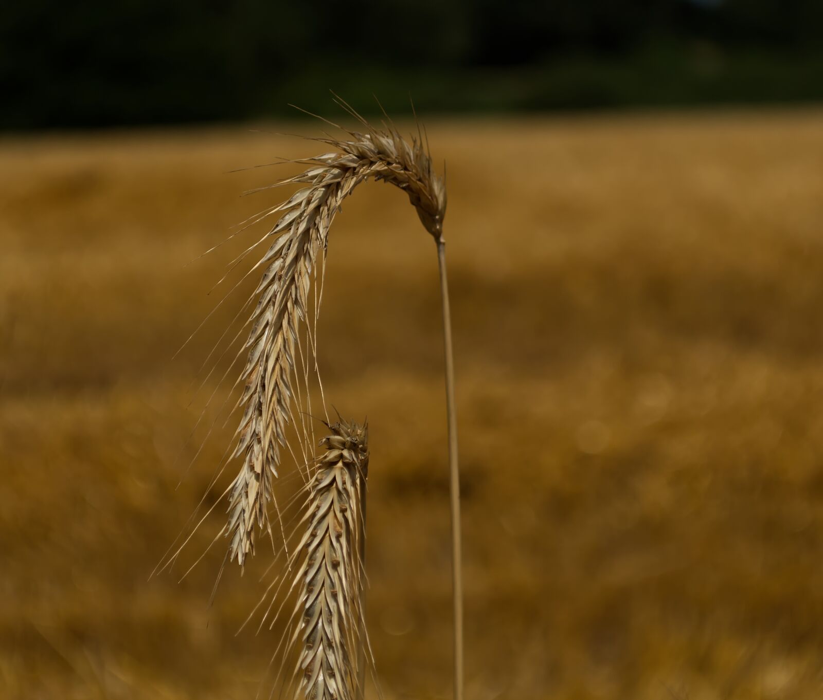 Nikon D5500 sample photo. Ear, wheat, close up photography