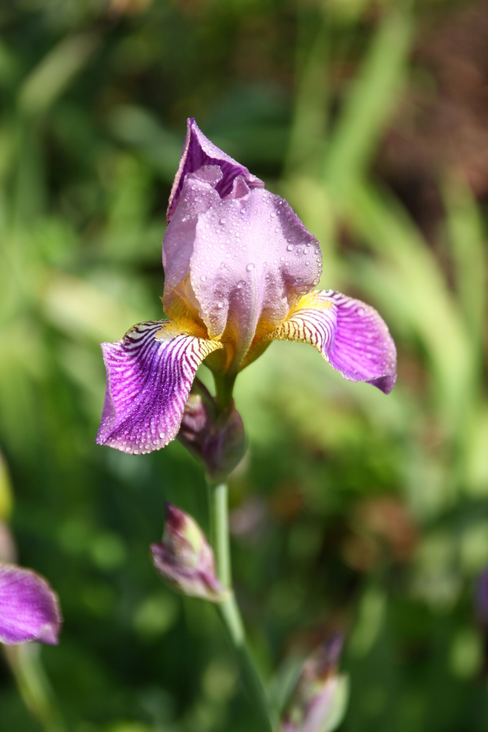 Canon EOS 40D sample photo. Flower, flowers, nature photography