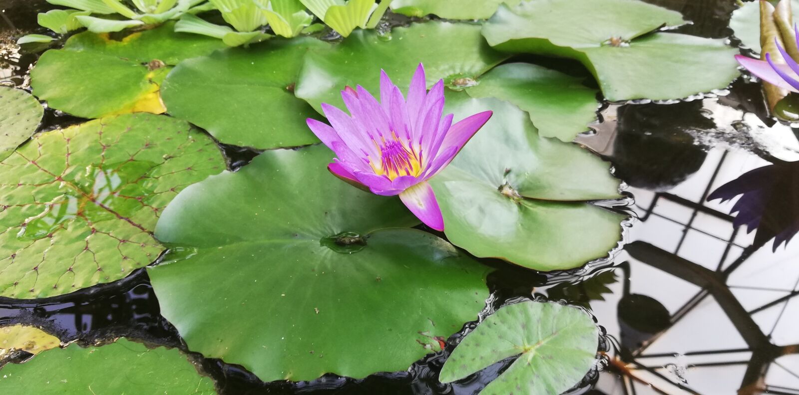 HUAWEI P20 lite sample photo. Water lily, villosa iris photography