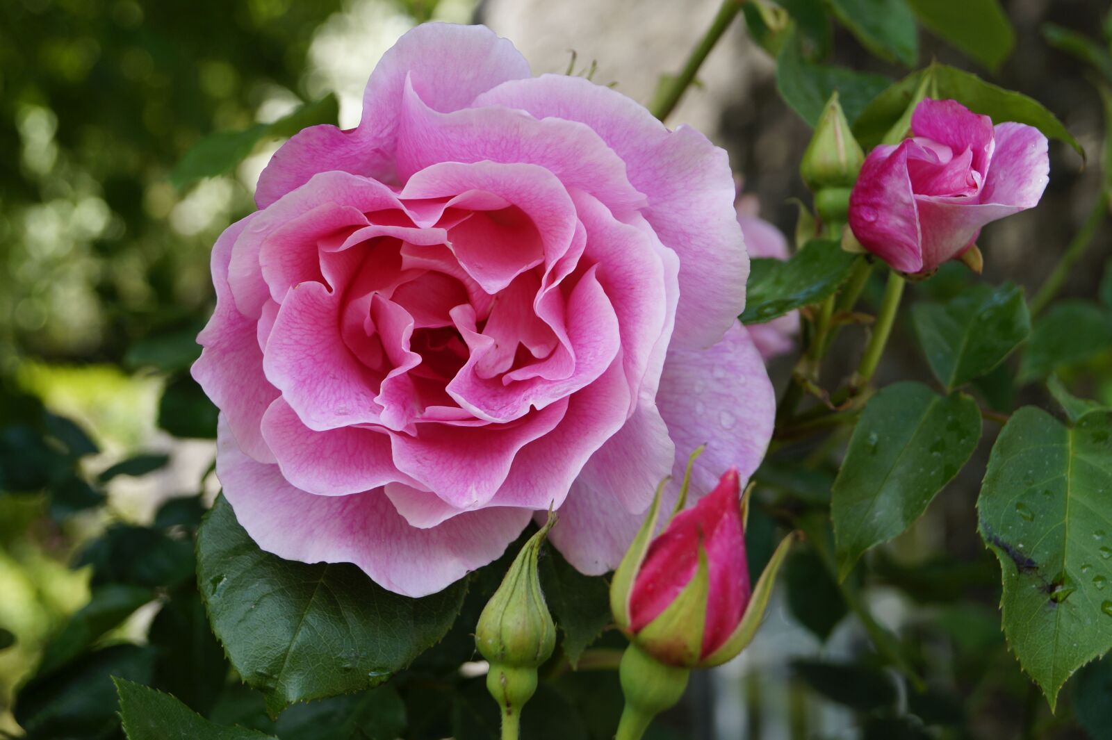 Sony SLT-A58 sample photo. Rose, blossom, bloom photography