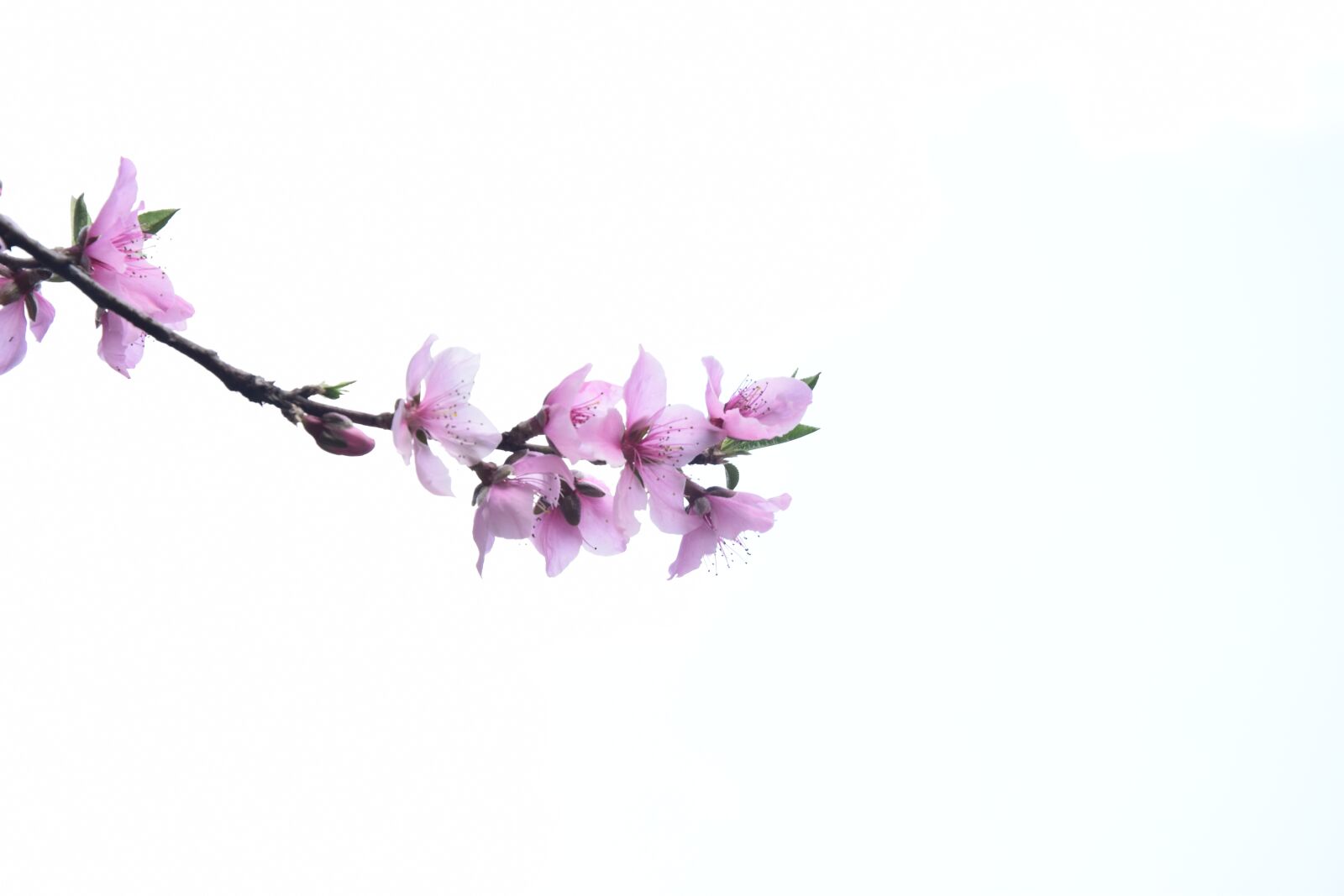 Nikon D5300 sample photo. Peach blossom, sky, white photography