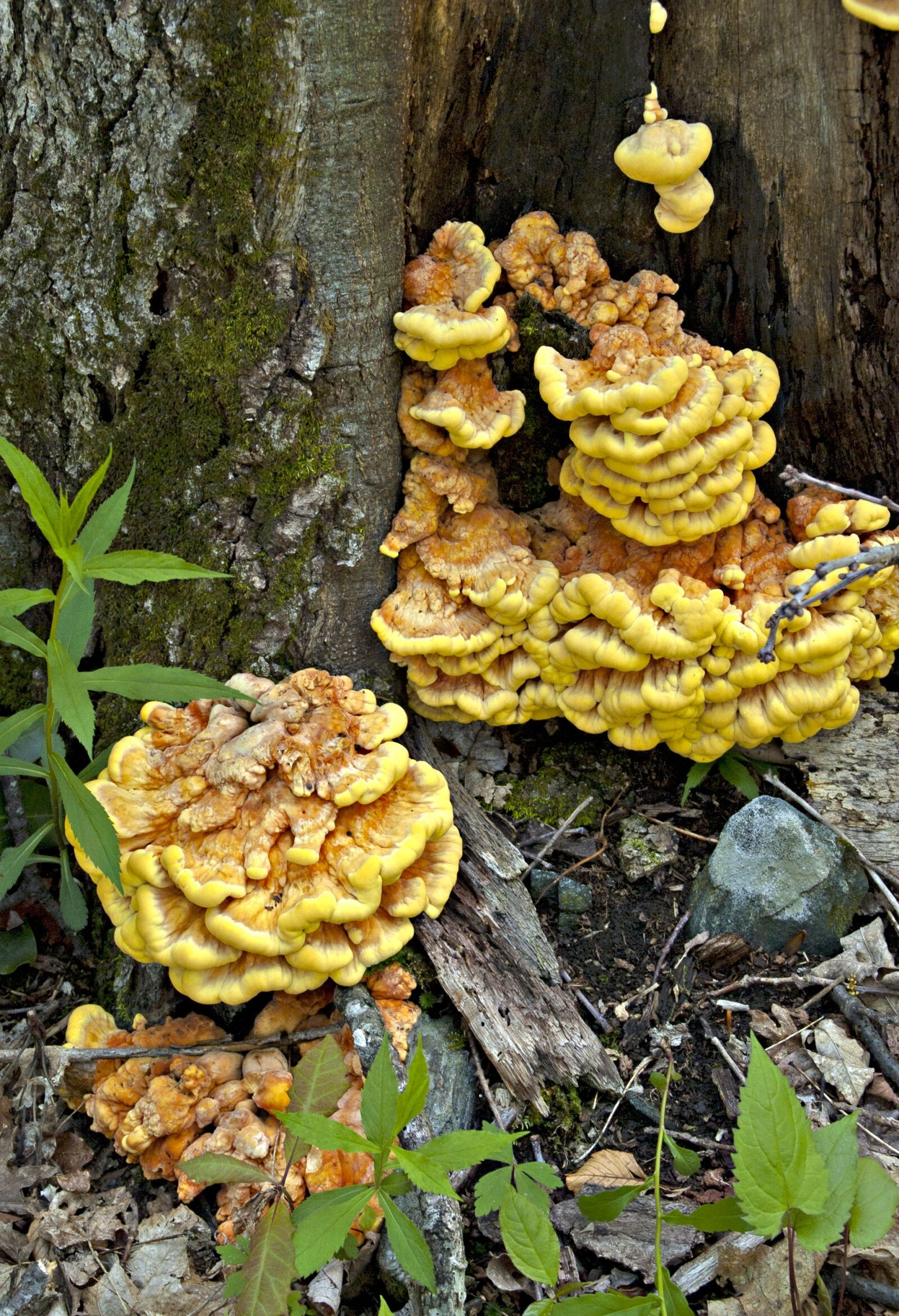 Nikon D70s sample photo. Fungi, chicken of the photography