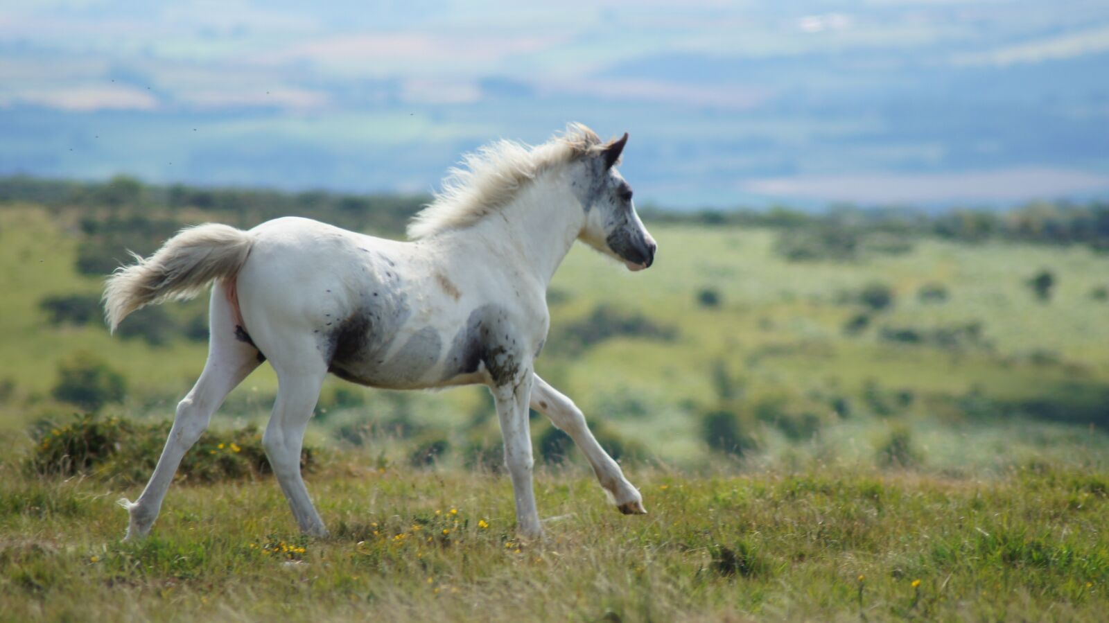 Sony SLT-A55 (SLT-A55V) sample photo. Wild horse, horse, nature photography